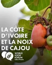 Côte d’Ivoire : le prix de l’anacarde 2026 fixé à 400 FCFA/kg