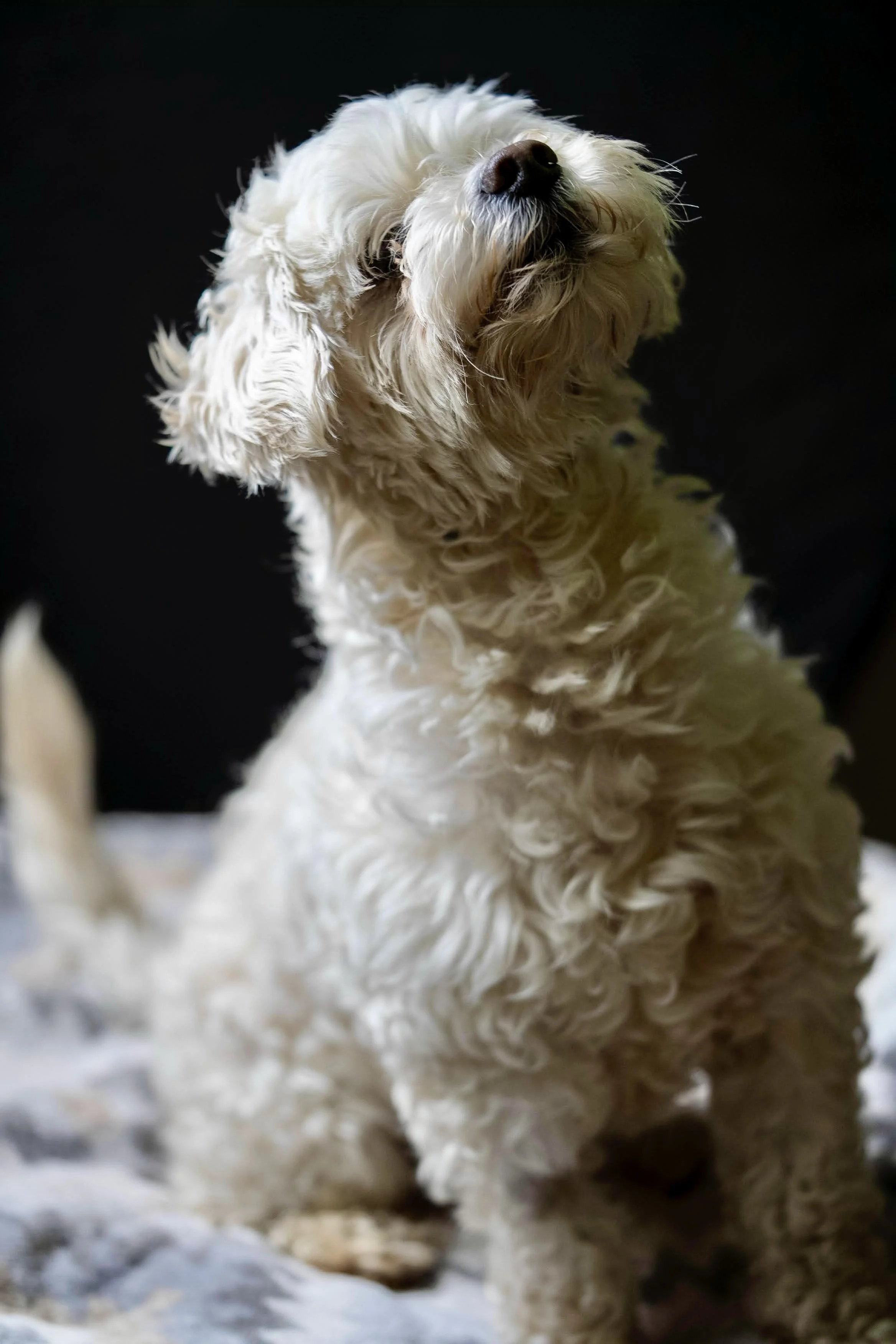 BonBon