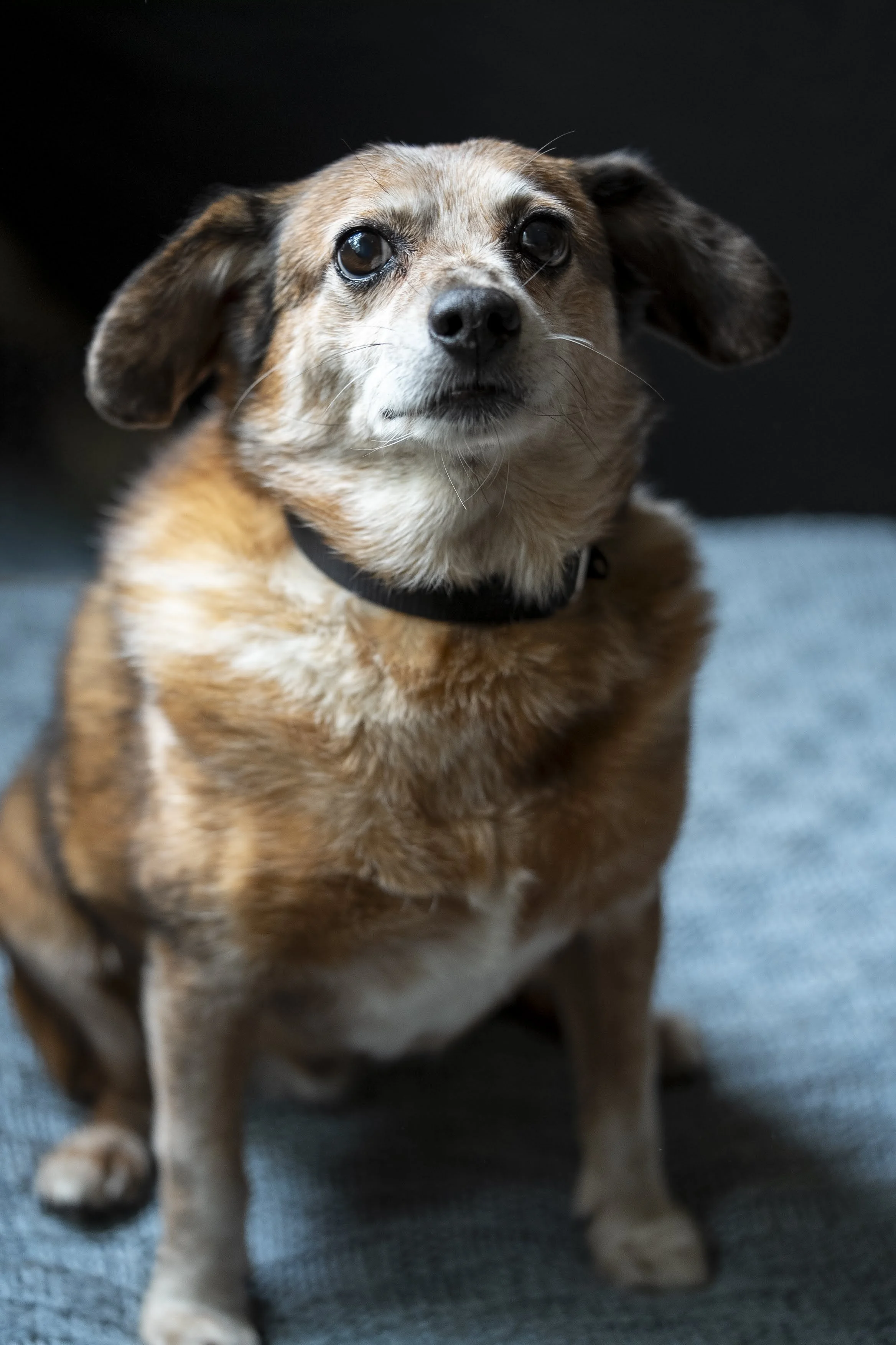 Frodo