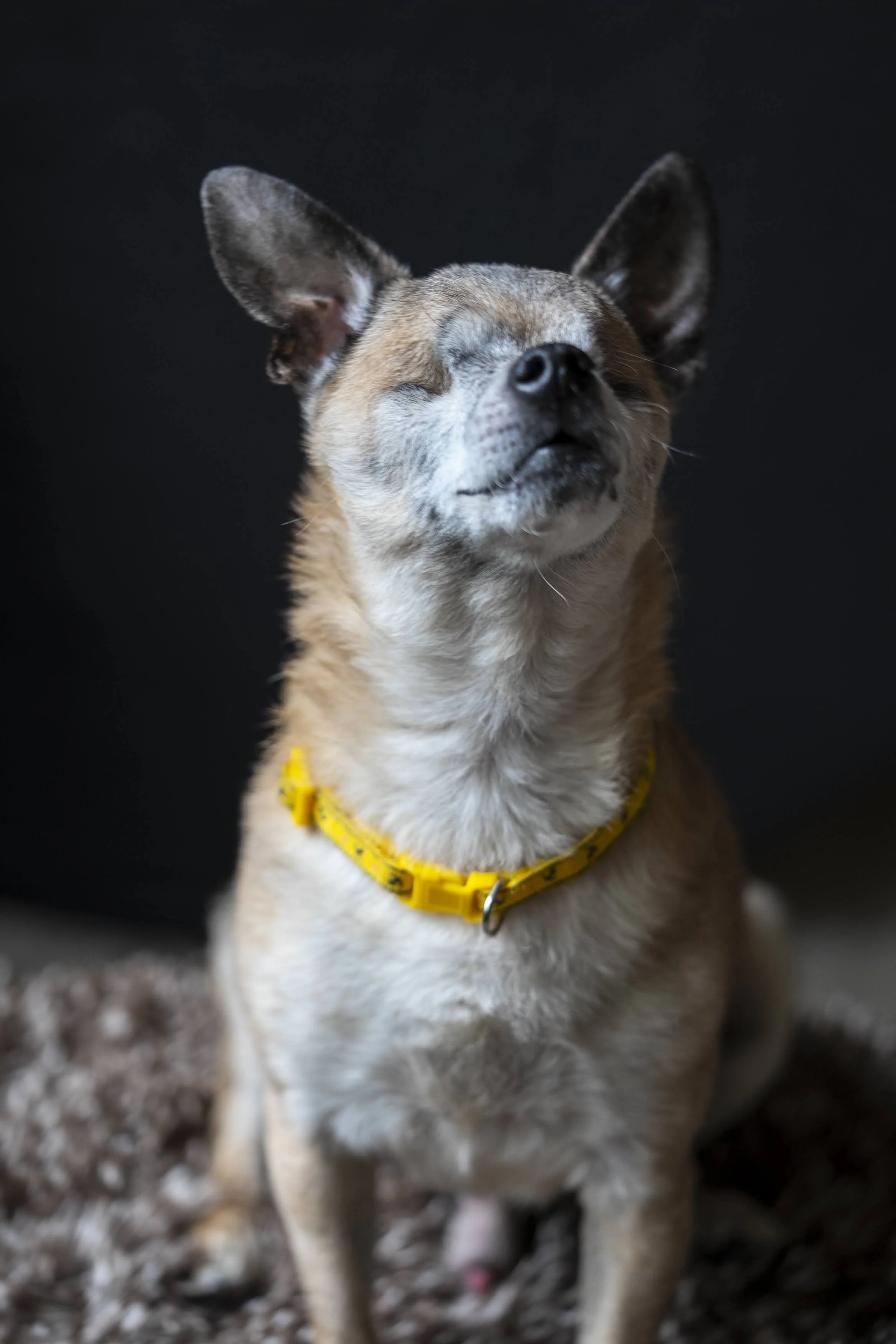 MoJo