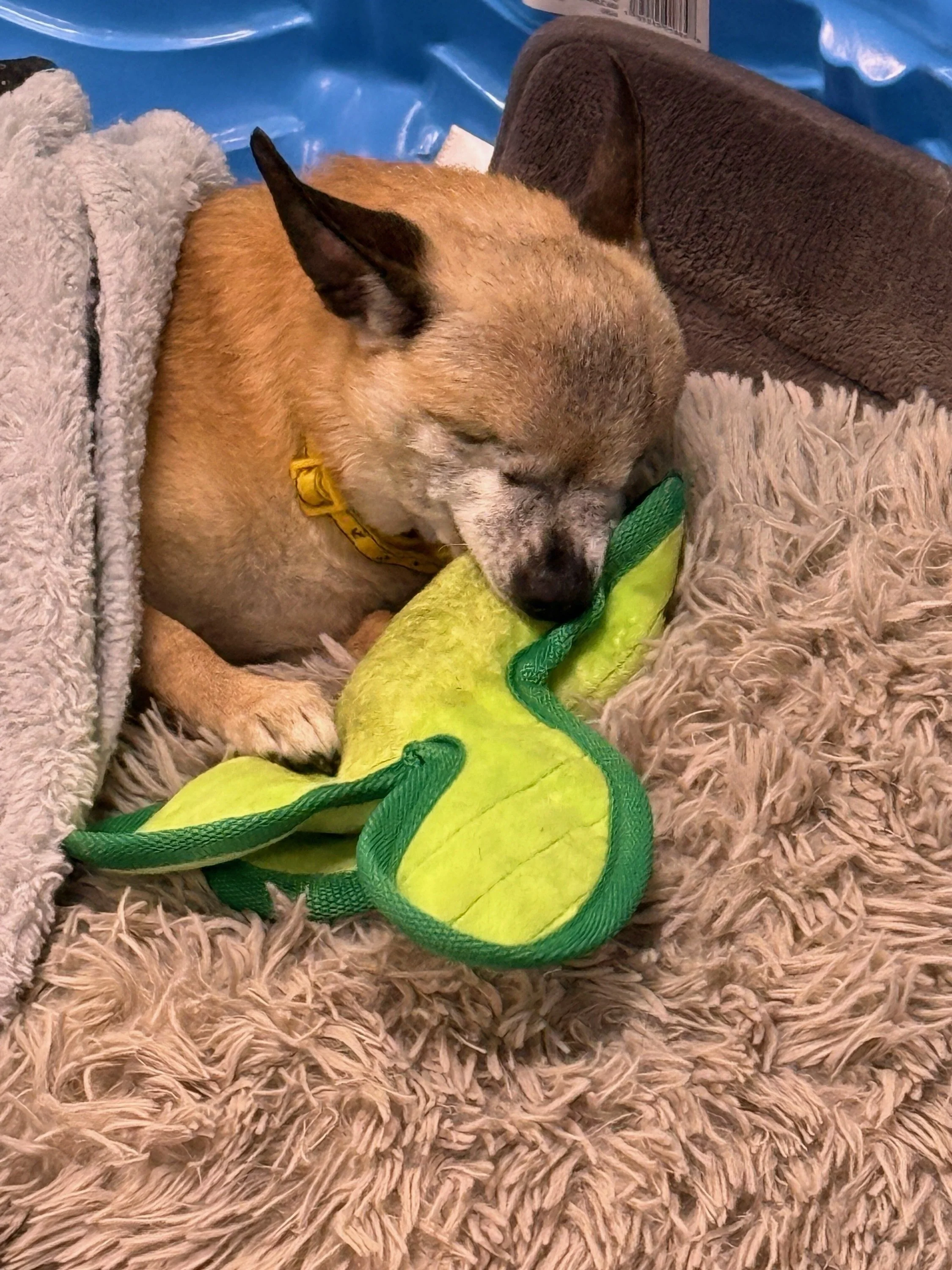 Mojo