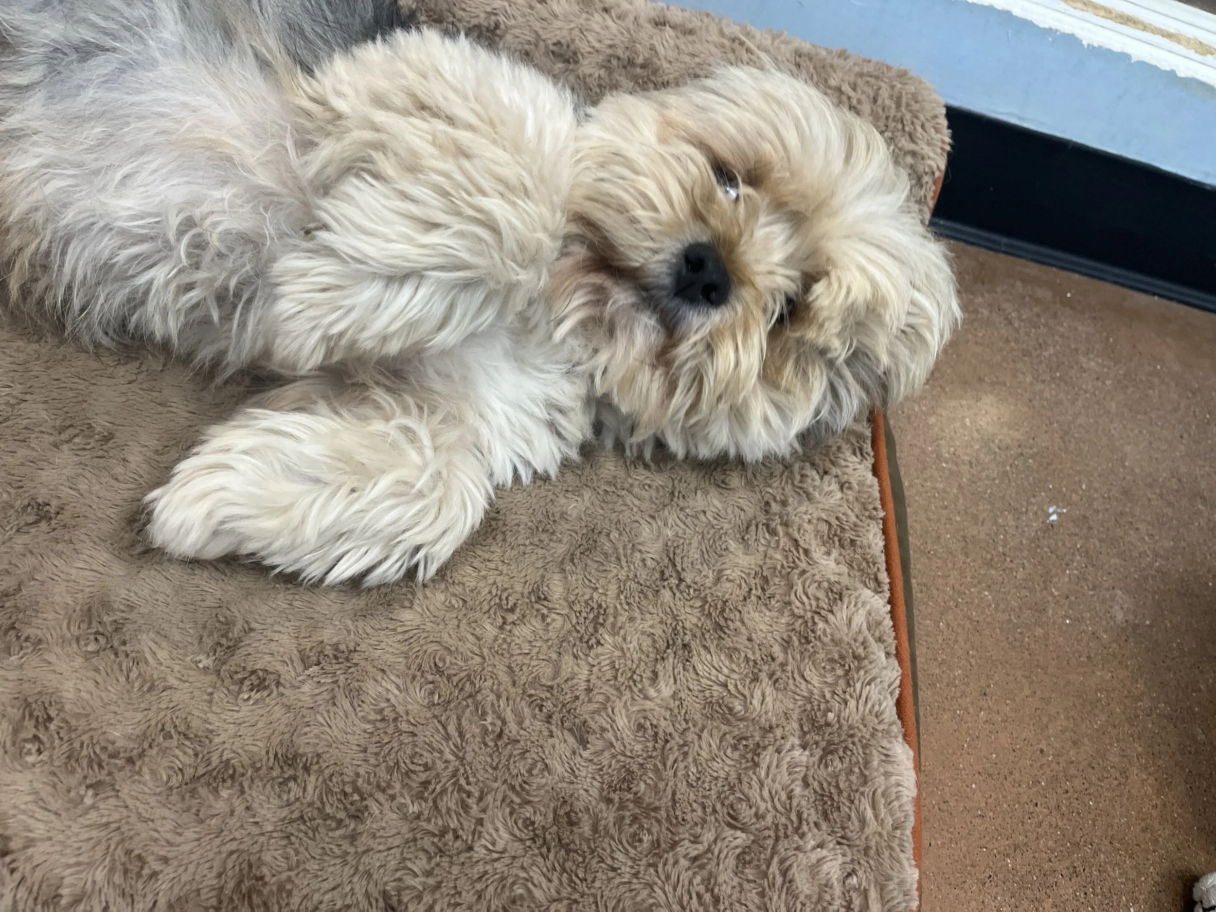 Odie