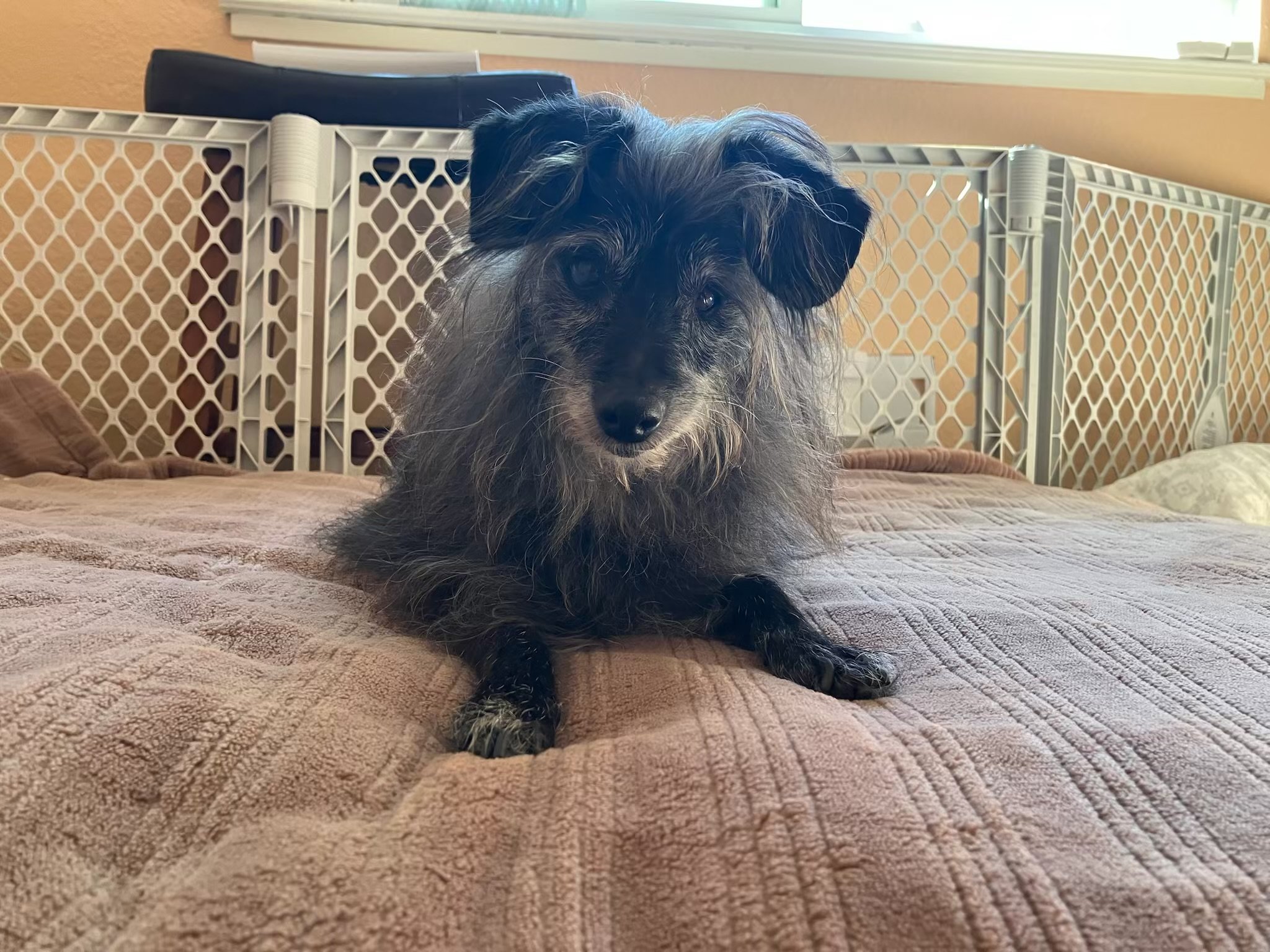 Sadie