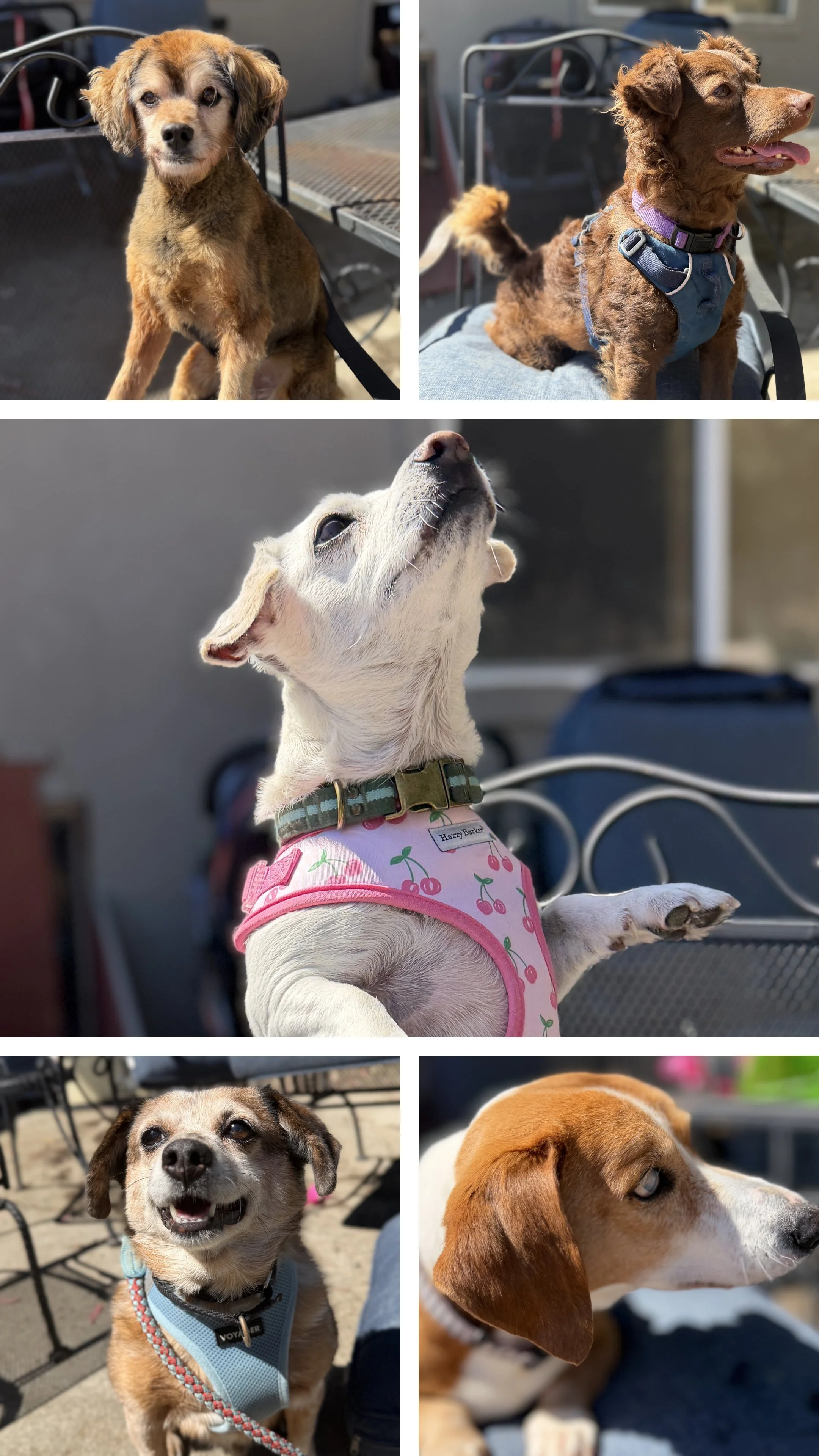 H4H-Collage-one-PearlStar.jpg