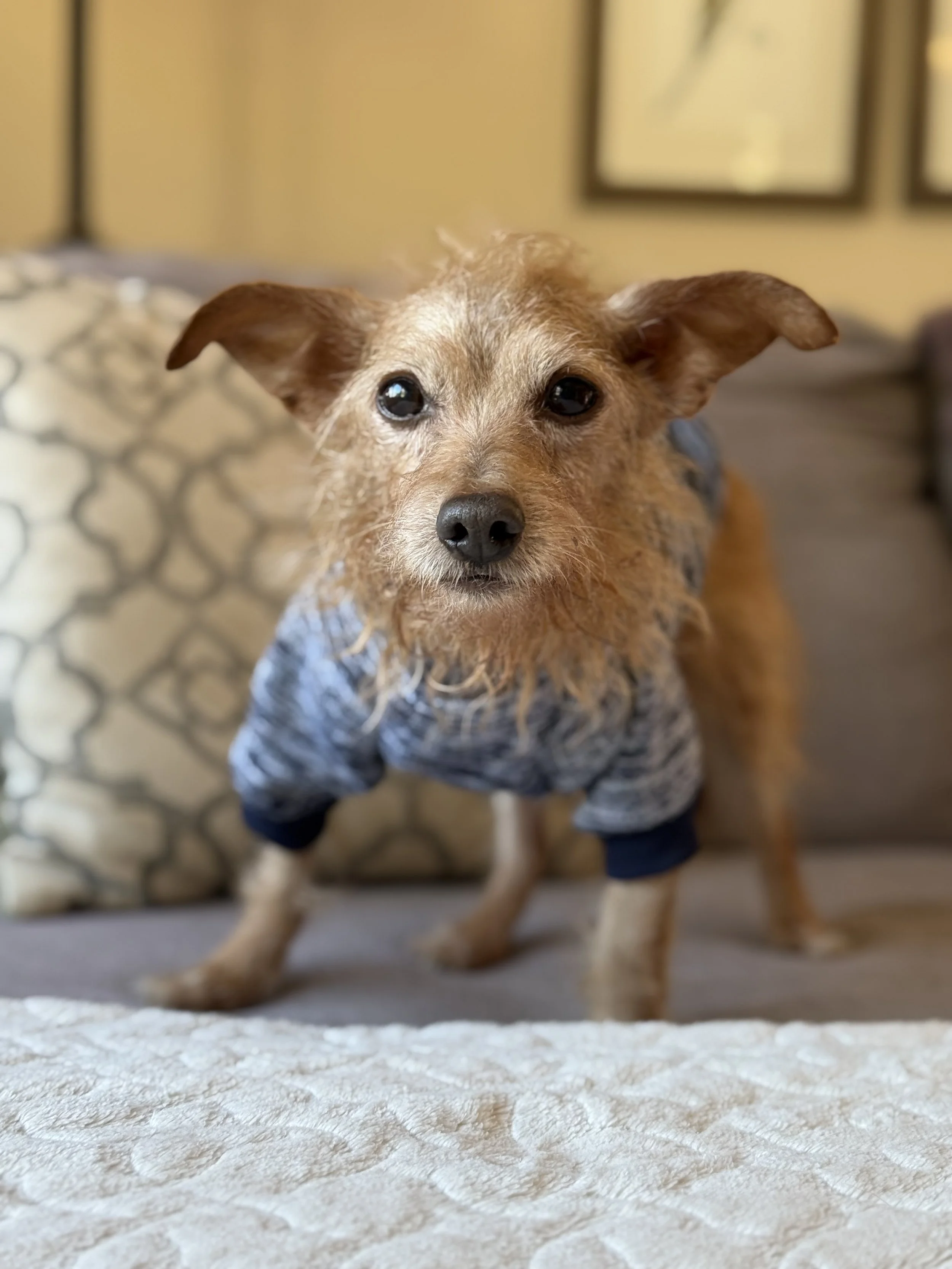 A sweet rescue we've named Nutmeg