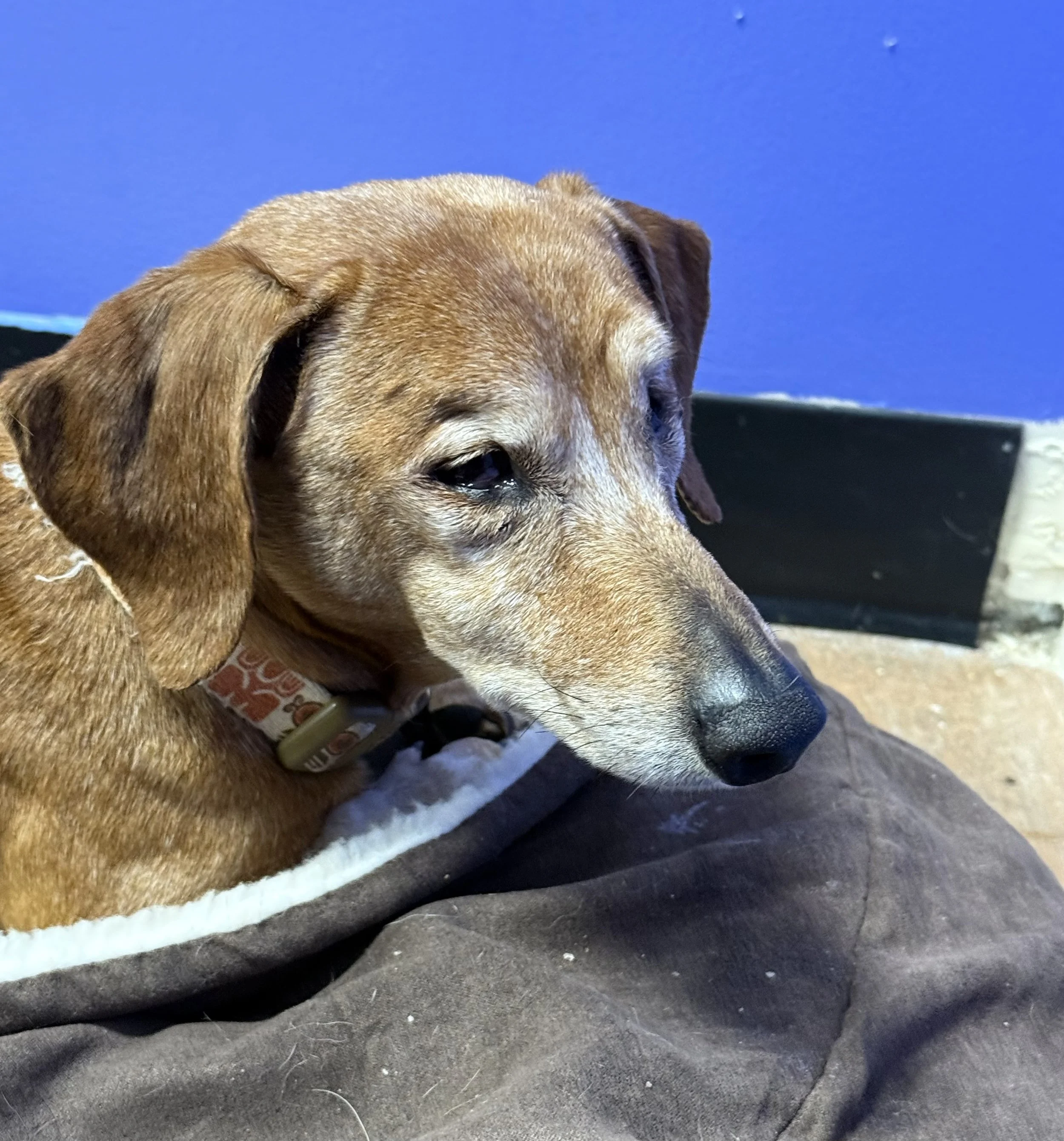 Chloe our rescue doxie