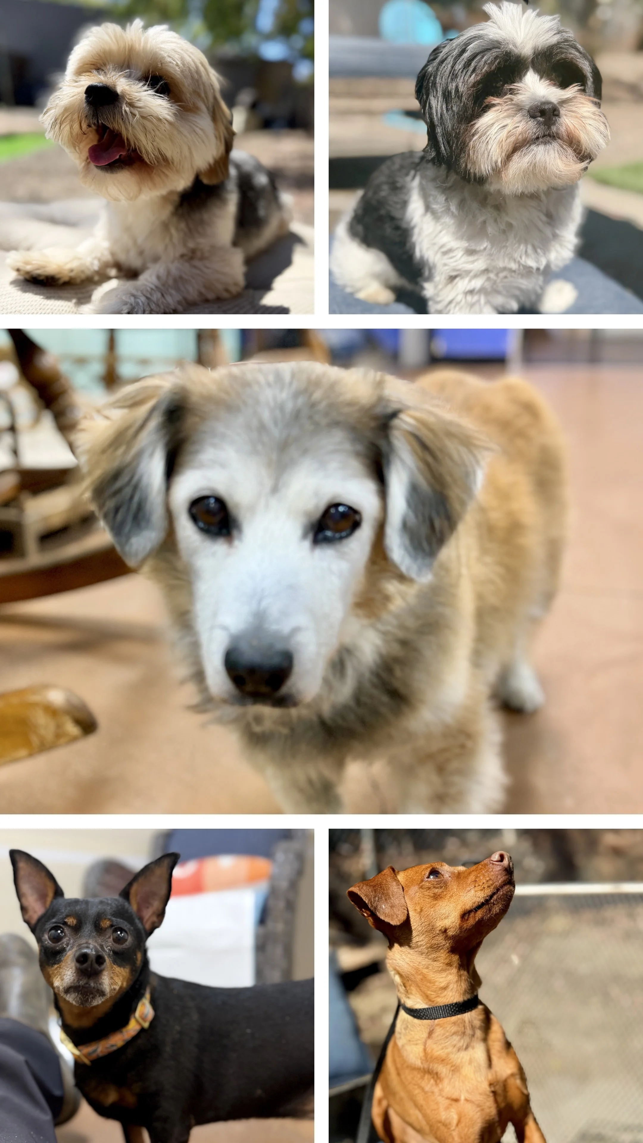 H4H-Collage-Two-BuddyStar.jpg