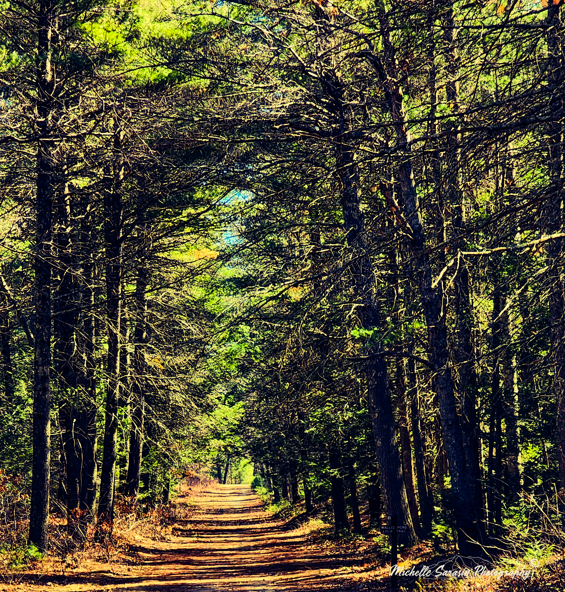 Entering Spring Woods