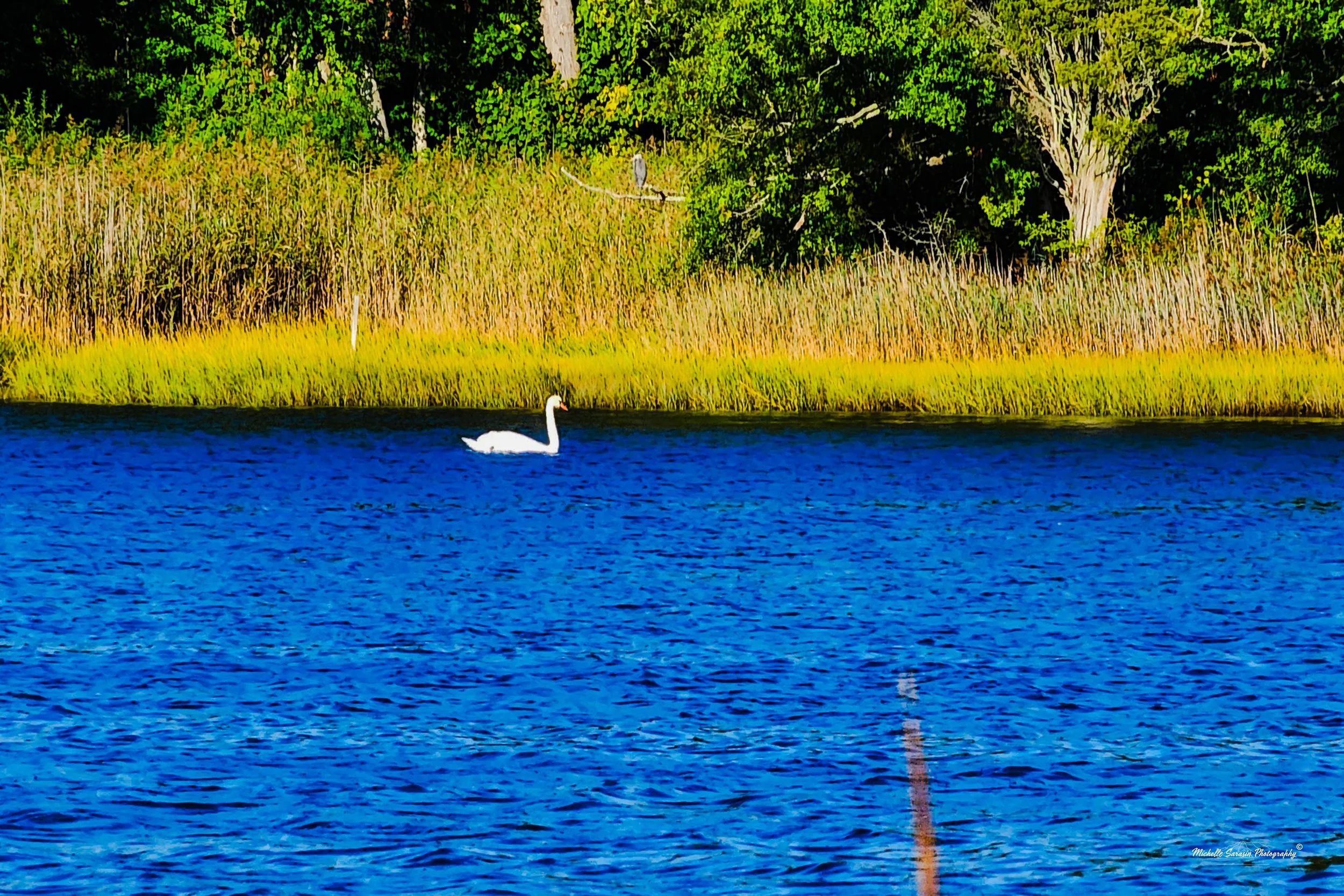 Swan Song