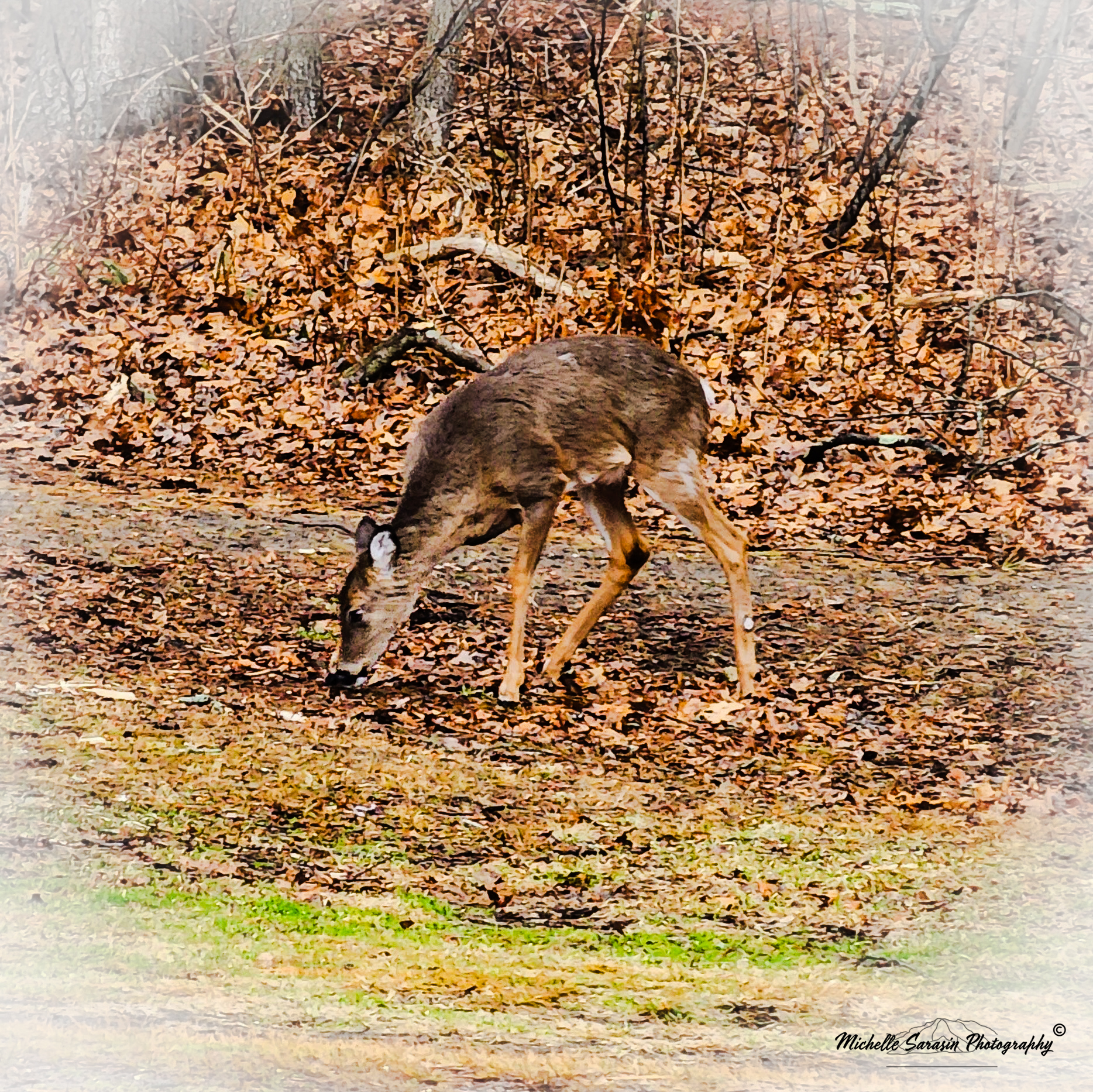 The Ides of Spring Fawn