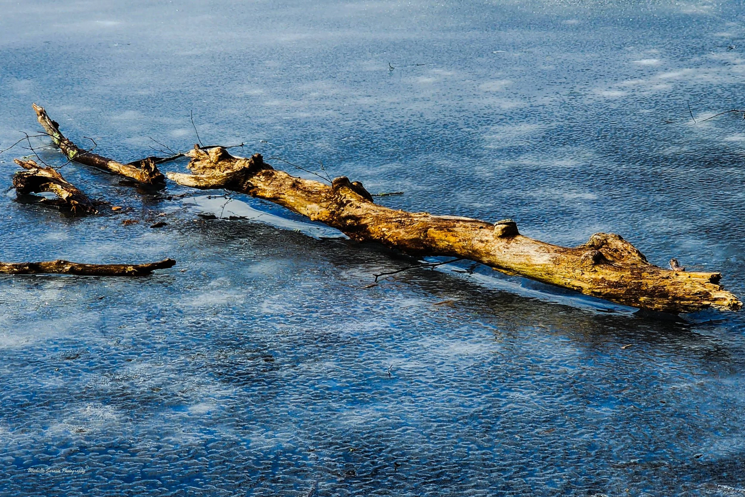 Frozen Driftwood | FA Digital Print