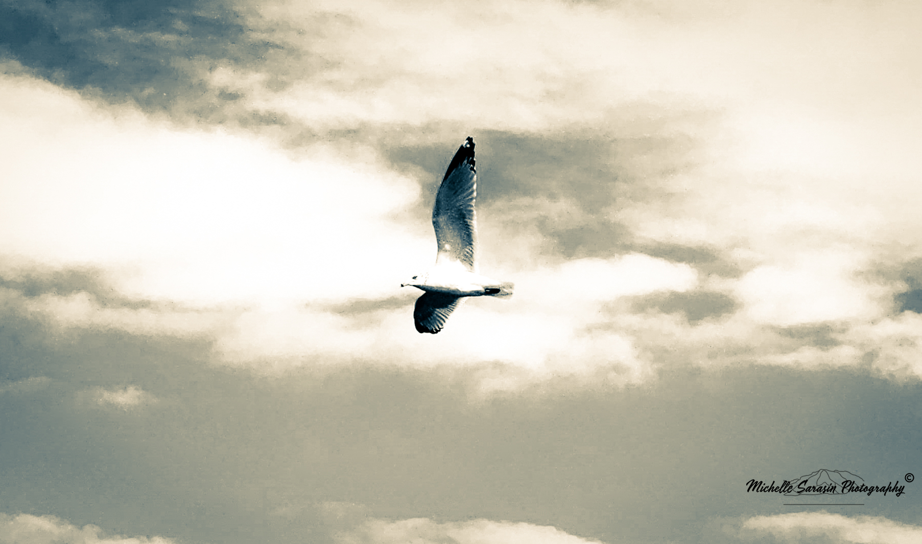 Soaring Seagull Over Atlantic Shores