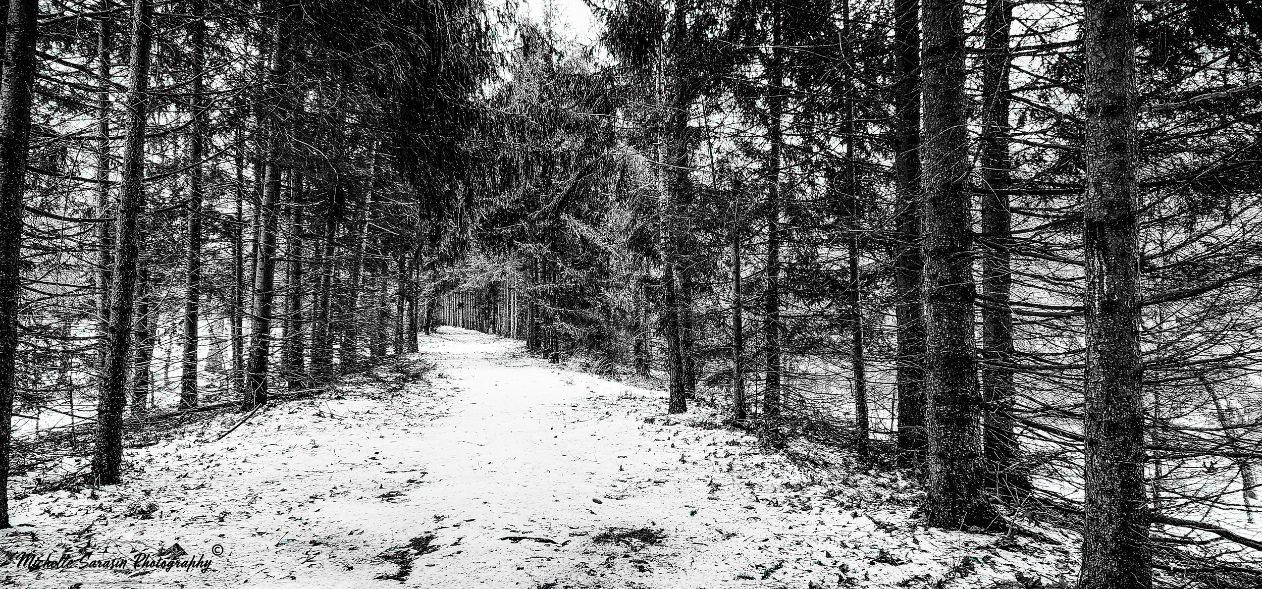 Winter's Woodland Arrival - B&W