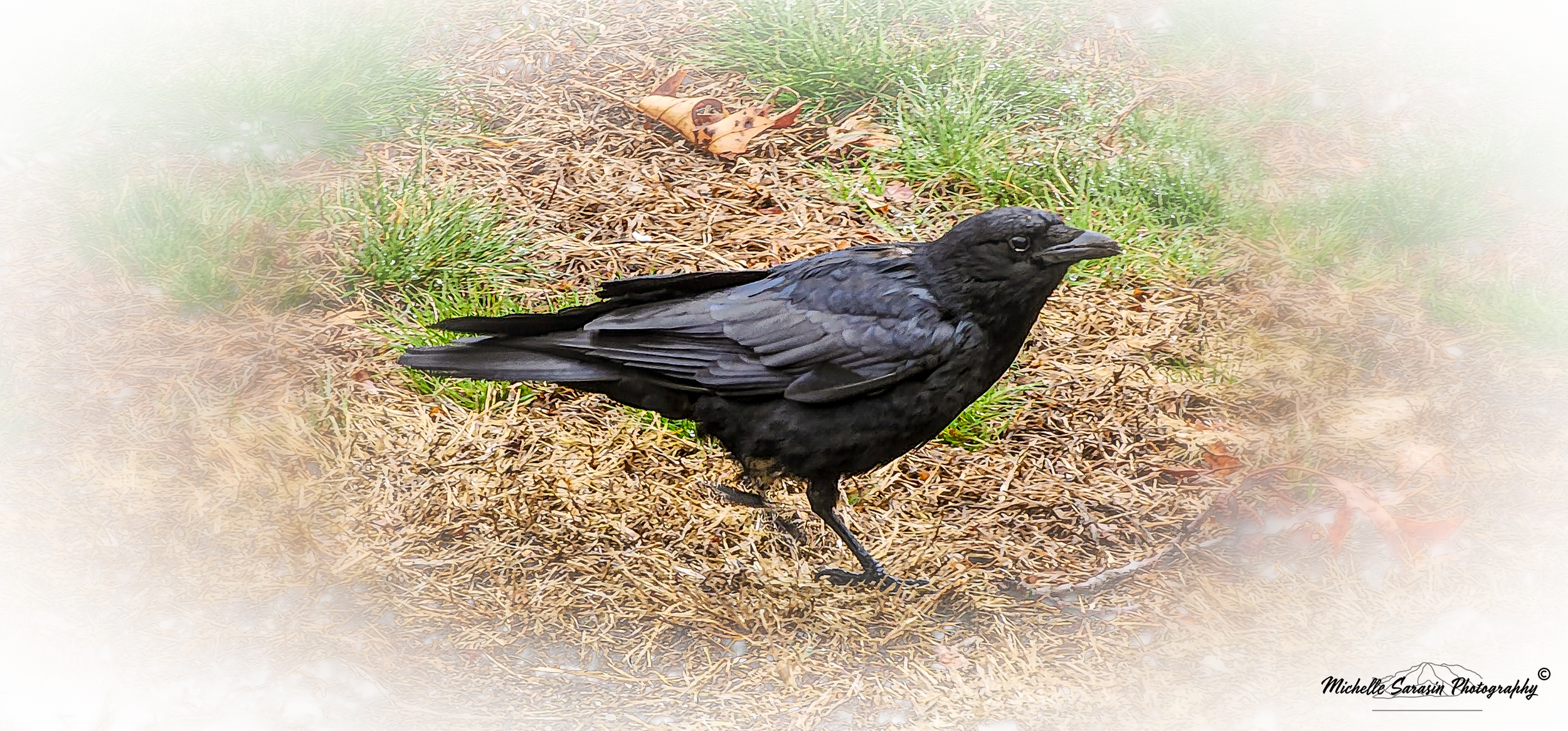 Wise Ol' Raven in the Rain
