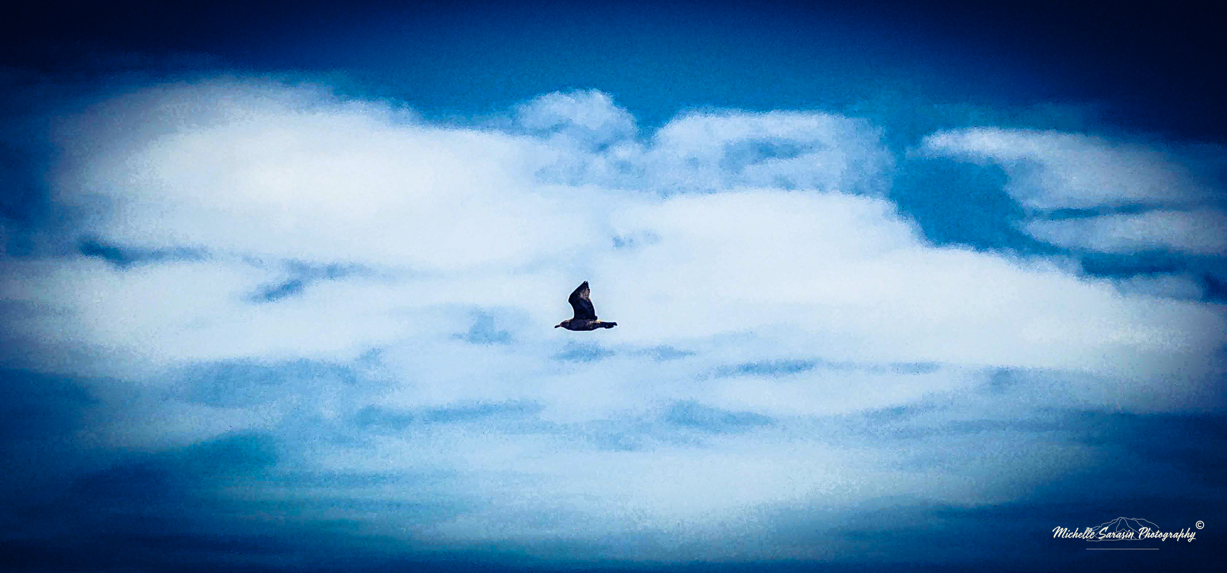 Fly High Brown Seagull in the Sky
