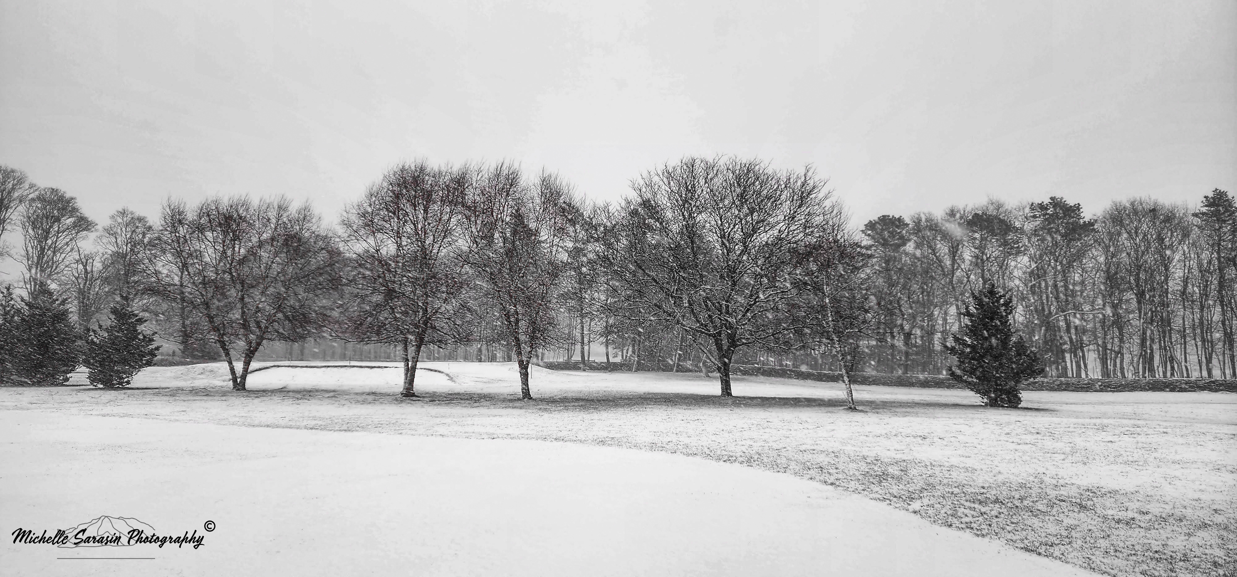 Nor'Easter Among Trees
