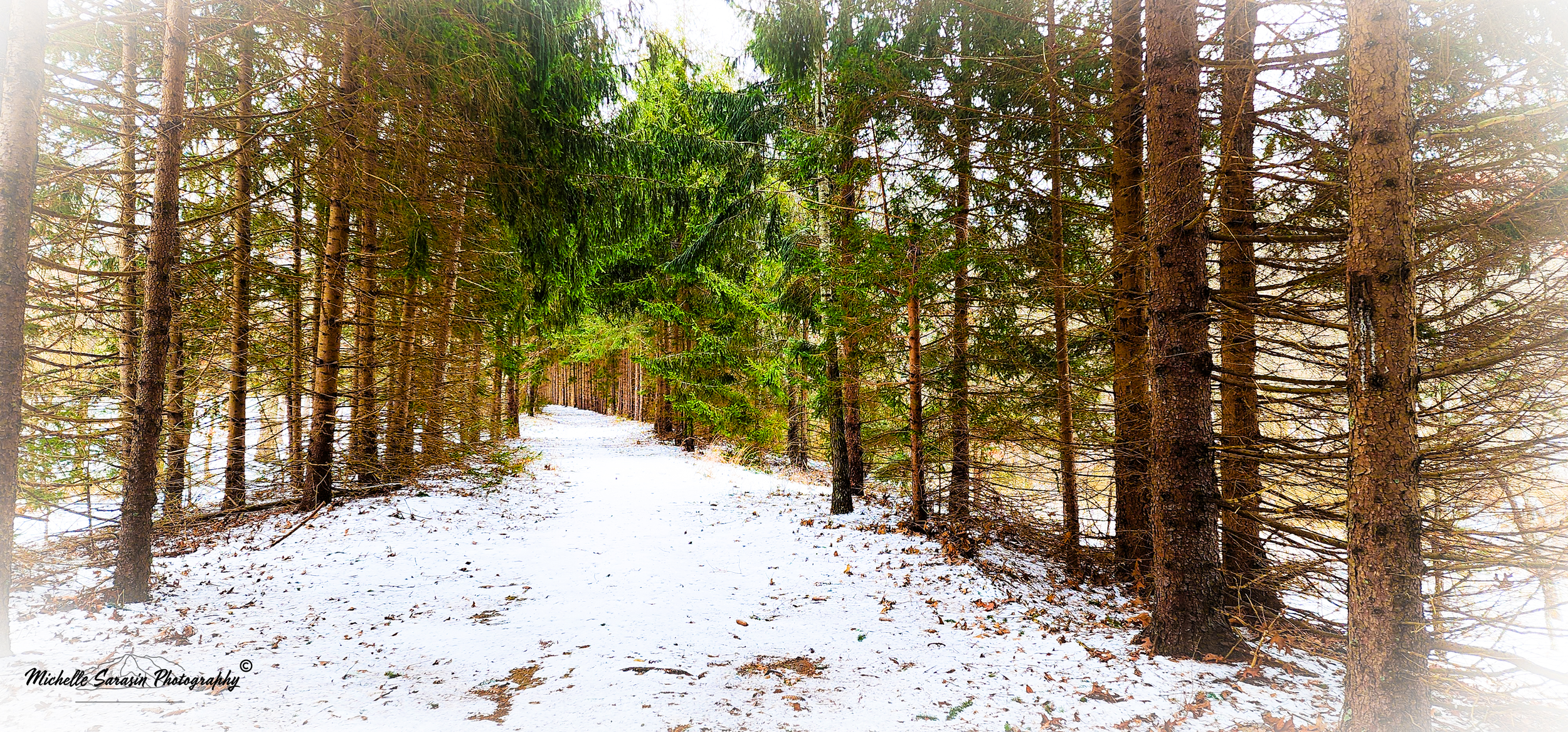 Winter's Woodland Arrival CL