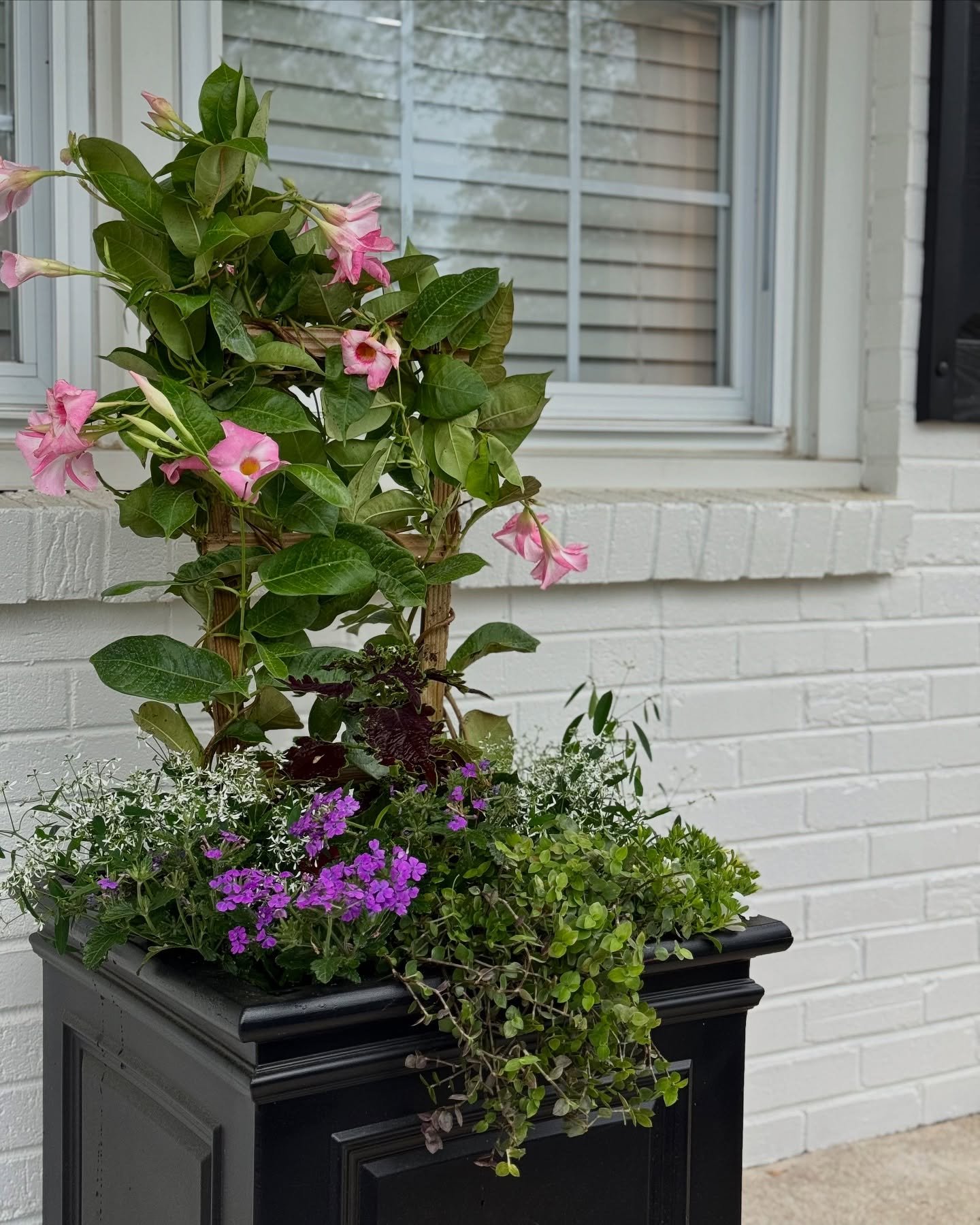 Summer is on the way 🌱🌺

Love using pink, whites, and purples for a fresh and classic summer look. 

#summercontainergarden #mandevillavine #plants #plantfluencer