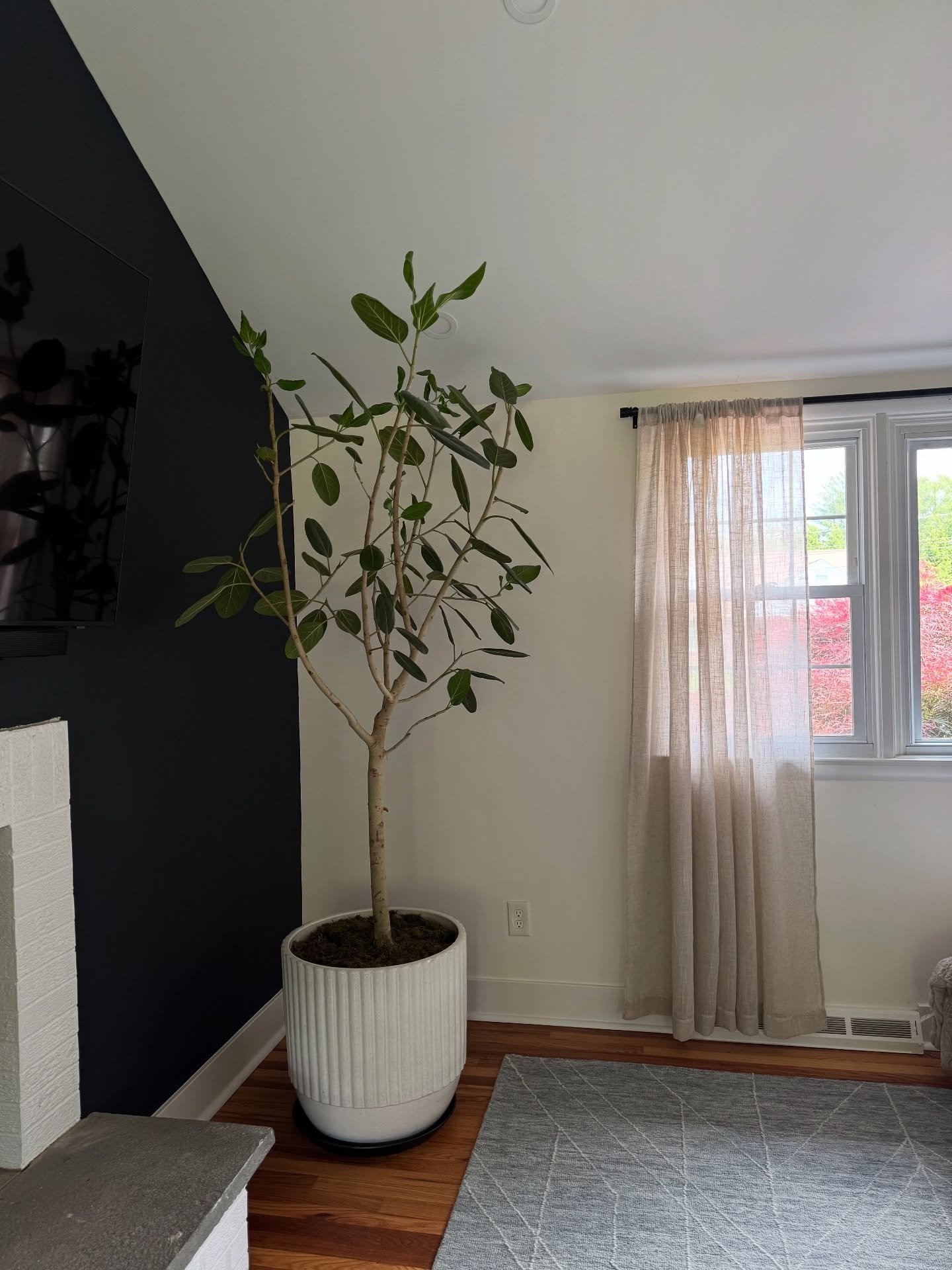 My favorite type of installs! Big trees for your space 🌱 

The popular Ficus Audrey in a beautiful and elegant pot provided by our client! 

#ficusaudrey #houseplantstyling #interiorplantdesign
