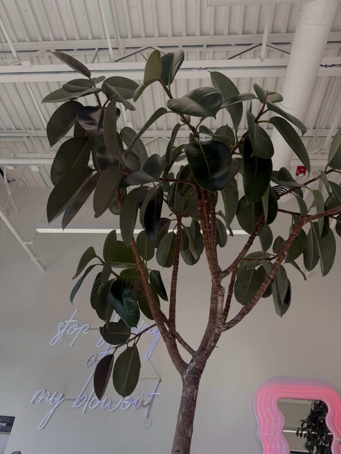 Courtesy of one of the ALO GIRLS 🌱 

Burgundy ficus we installed almost 3 years ago 🥹