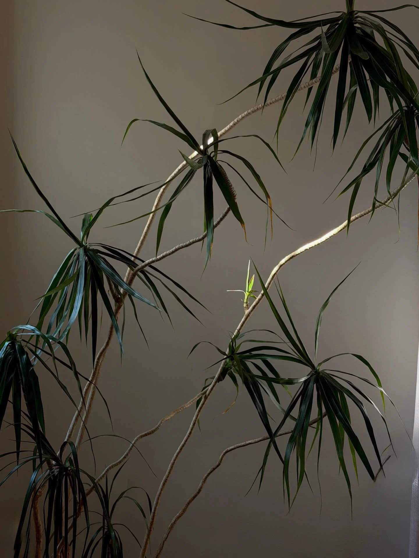 Happy Friday 🌱 

We&rsquo;ll be starting spring planters so soon &amp; we quite literally cannot wait ✨