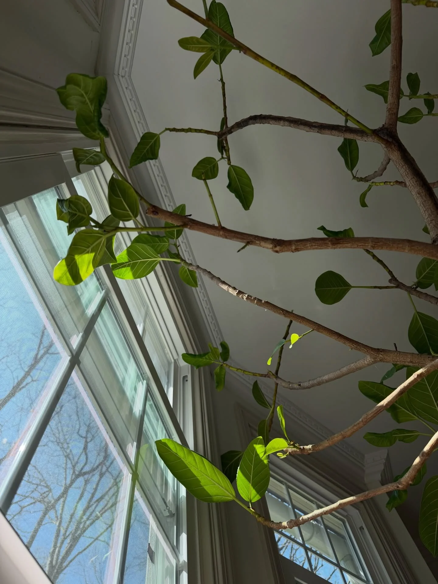 Waking up 🌱 

We gave this ficus Audrey a chop back in the fall and now it&rsquo;s rewarding us with so much growth 🥹 

Now is also the perfect time to start incorporating fertilizer into your waterings so they can continue to thrive. 

As always i