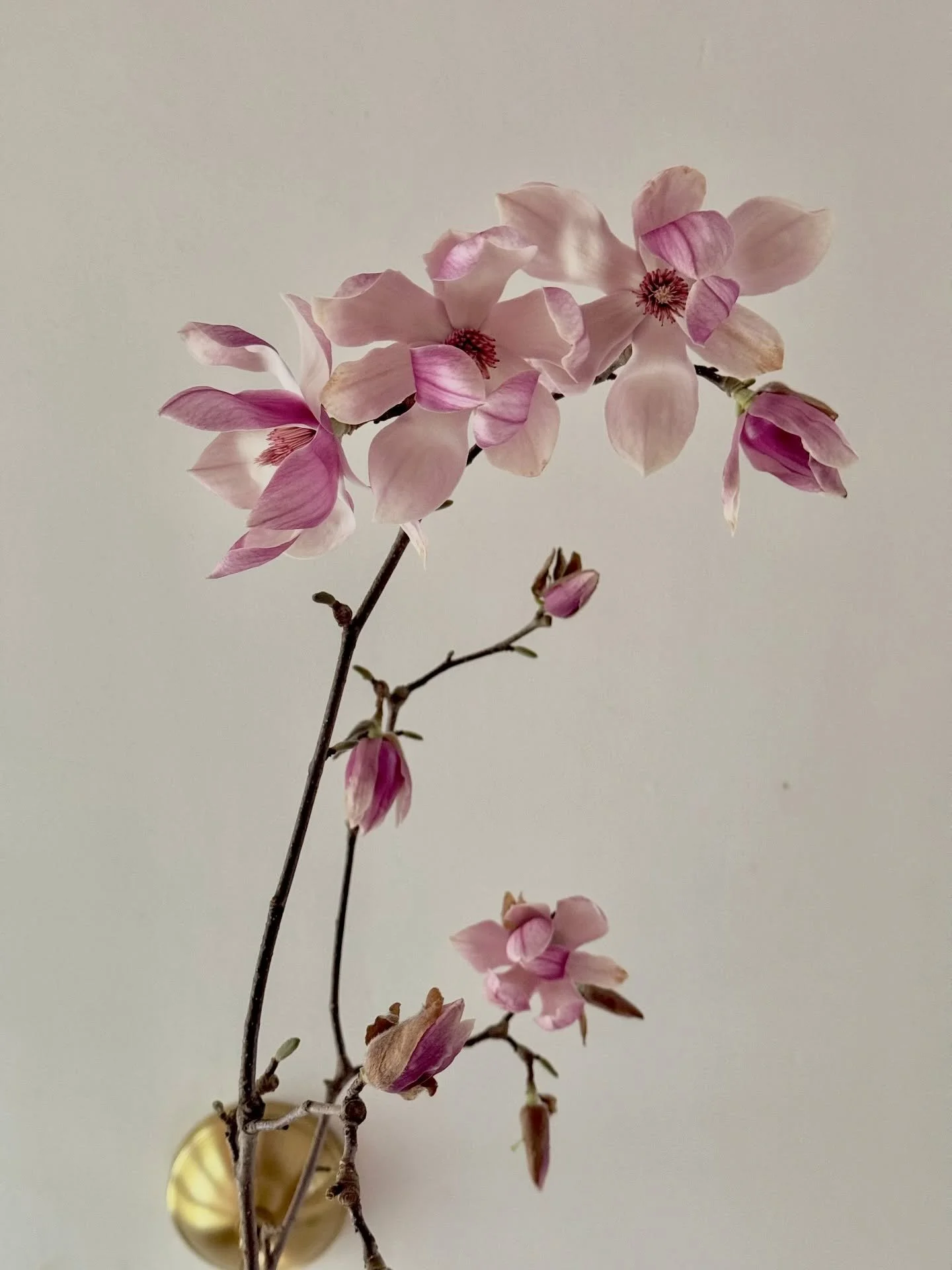 Who else is ready for these beauties to make an appearance again? 🌸🥹

With a new season almost around the corner, change is coming. Stay tuned for some exciting updates around here 🌱