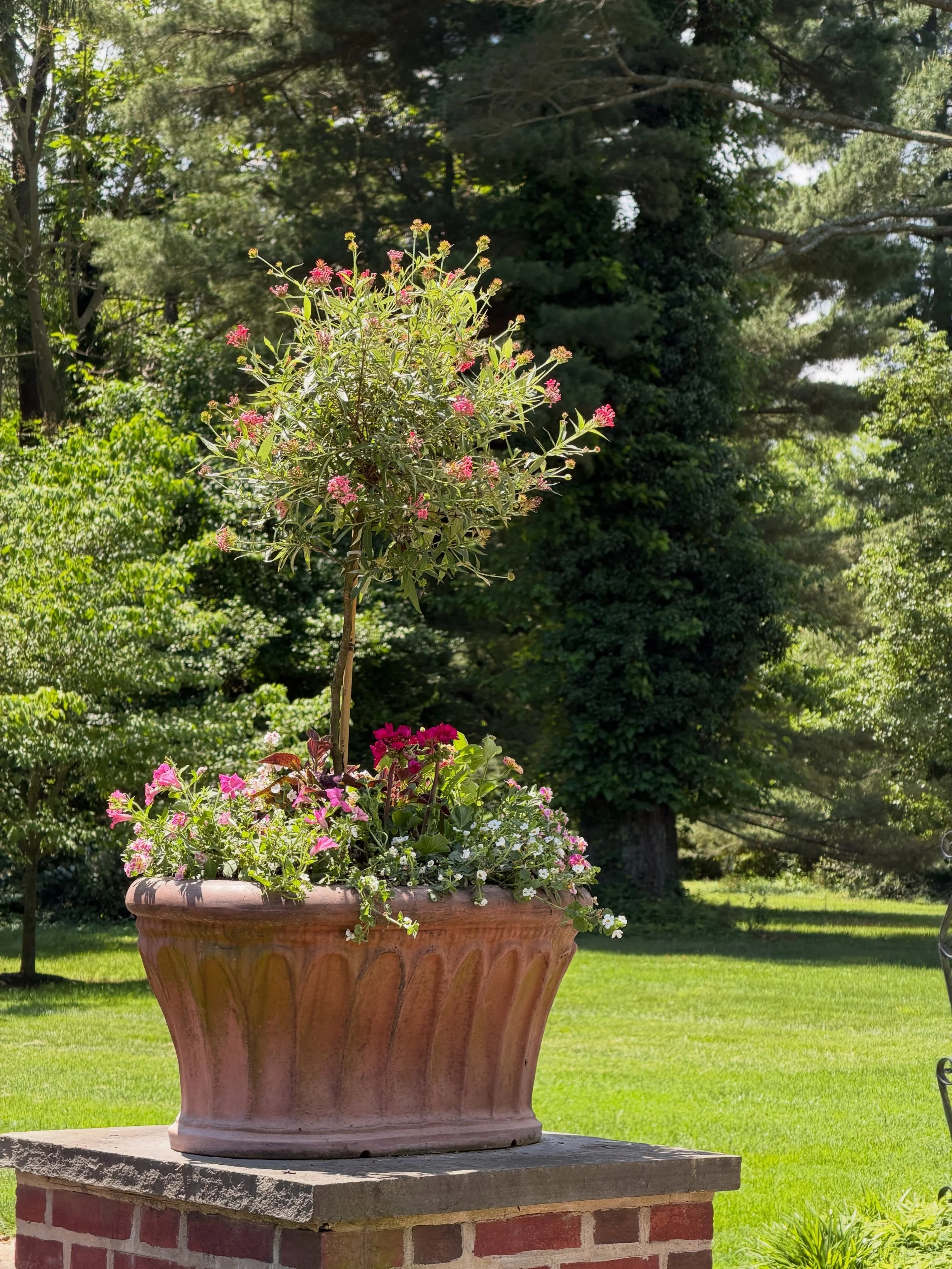 A summery look 🌸🌱

Using Panama Rose as the main focal plant for these elevated planters to create a beautiful arrangement.