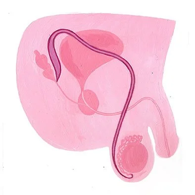 Diagram showing male reproductive organs and urinary system, including the penis, bladder, and testicles.
