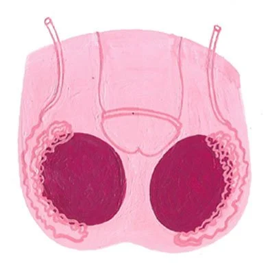 Illustration of male human reproductive organs in pink and purples with internal and external parts, highlighting the testicles.