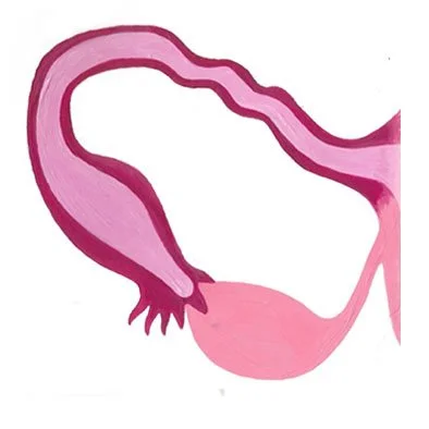 Drawing of a female reproductive system, including fallopian tubes and ovaries, in shades of pink and purple.