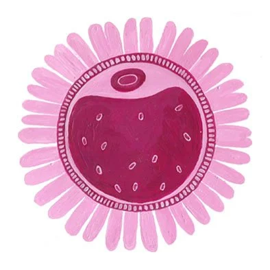 Illustration of an ovule in shades of pink and purple.