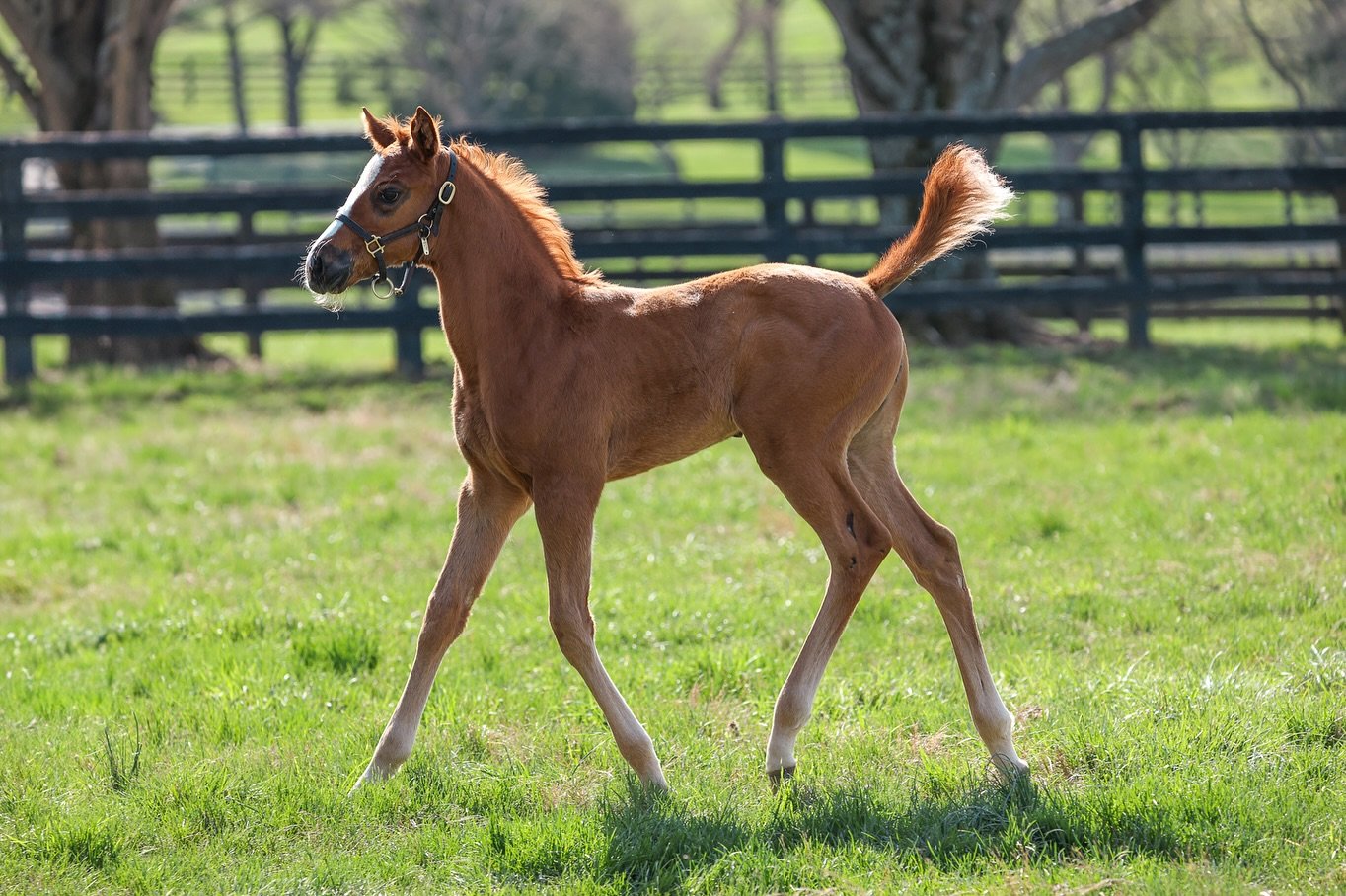 Foal Friday is brought to you by royalty in the making 👑

Meet this gorgeous Justify x Touching Beauty filly- a full sister to G1 placed and undefeated this year, JUST A TOUCH, who is headed to the G1 Metropolitan Handicap being held at Saratoga on 