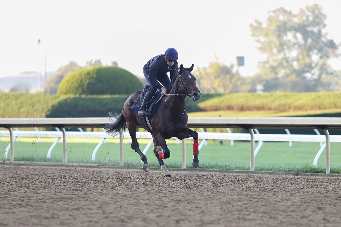 🌎✈️ From France to Kentucky!
European Group 1 winner Woodshauna (FR) has landed in Lexington and will make his U.S. debut in the G1 Coolmore Turf Mile at Keeneland this Saturday!
He has drawn post 5 with Tyler Gaffalione aboard 🏇

#roadtobreederscu