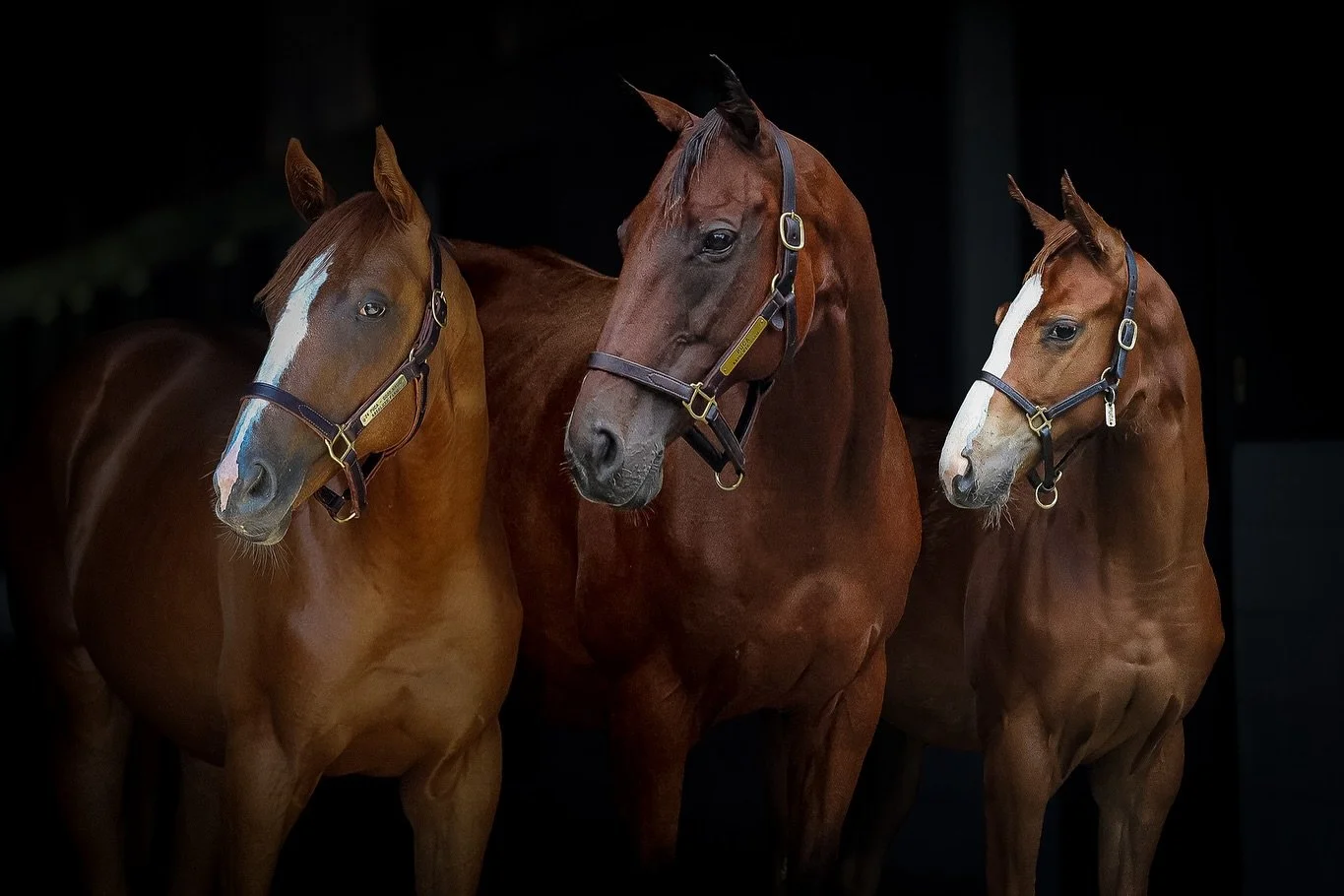 Come meet racing royalty 👑

Join us Saturday, October 18th for a free, public event celebrating the legendary mare PUCA &mdash; dam of Kentucky Derby winner MAGE, Belmont Stakes winner DORNOCH, and G1 winner BAEZA!

Guests will have the rare opportu