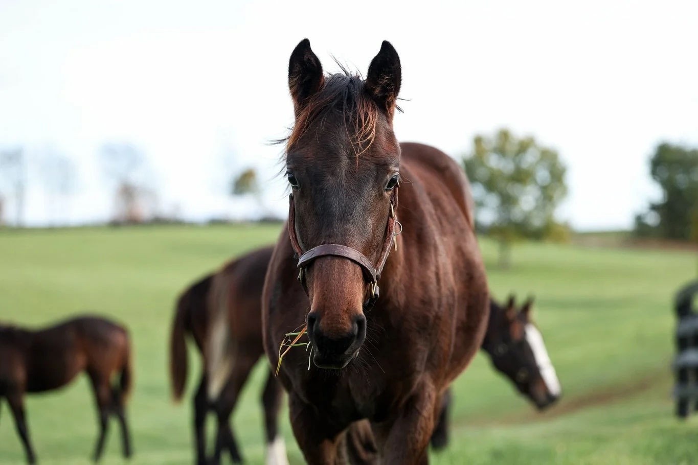 Don&rsquo;t be sad that Foal Friday has ended&hellip; be happy that Weanling Wednesday has just begun! 

Can anyone pick out this filly born on the farm in March this year? 

Out of ONE LAST EMPRESS and by NOT THIS TIME 
With a top sire and black-typ