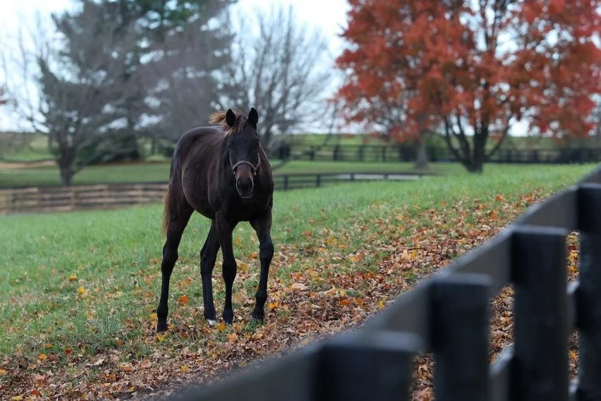 Fall scenes on the farm 🧡🍁
Limited dates for tours this December❄️ book yours today! Link in our bio 🔗