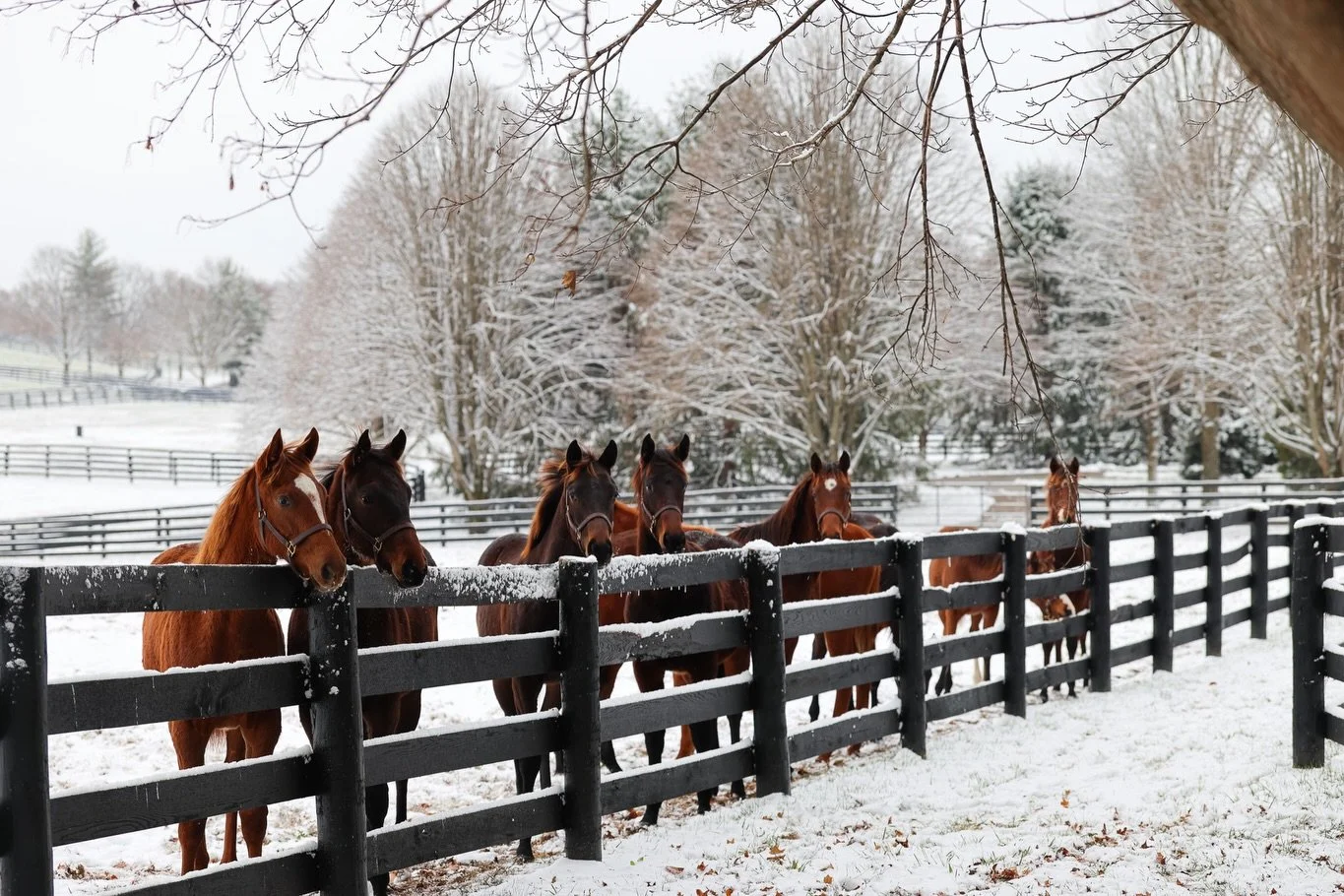 Peaceful snow days on the farm ❄️🤍 
These fillies have certainly been enjoying it