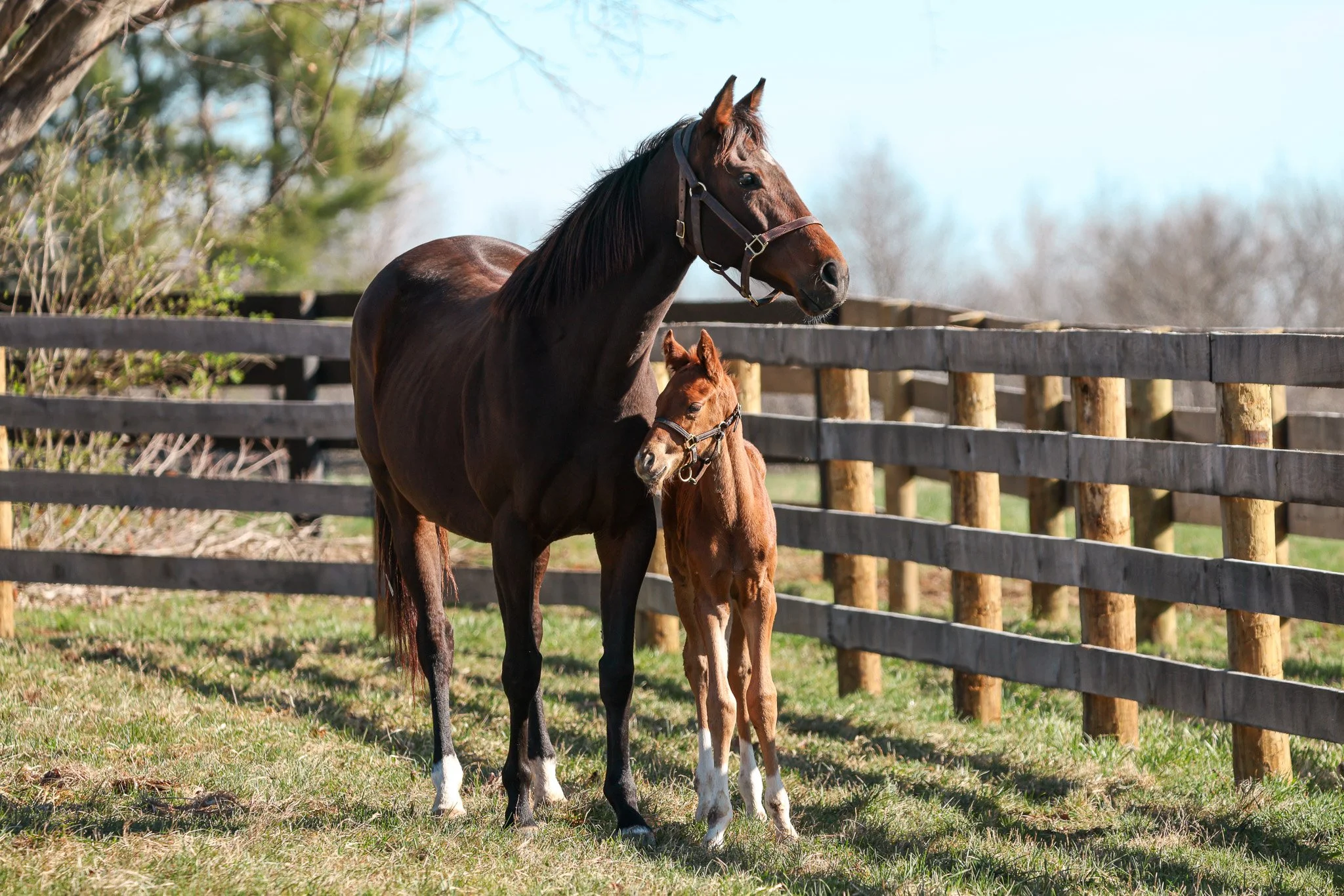  Bubba’s Putter with 2025 foal 