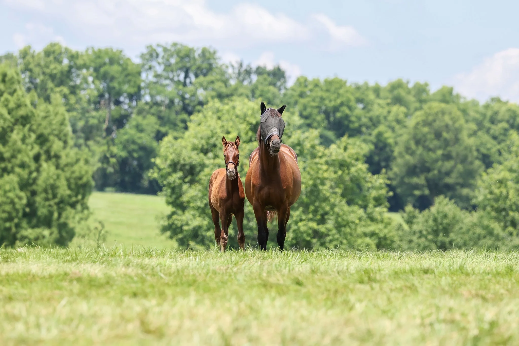  Bubba’s Putter with 2025 foal 
