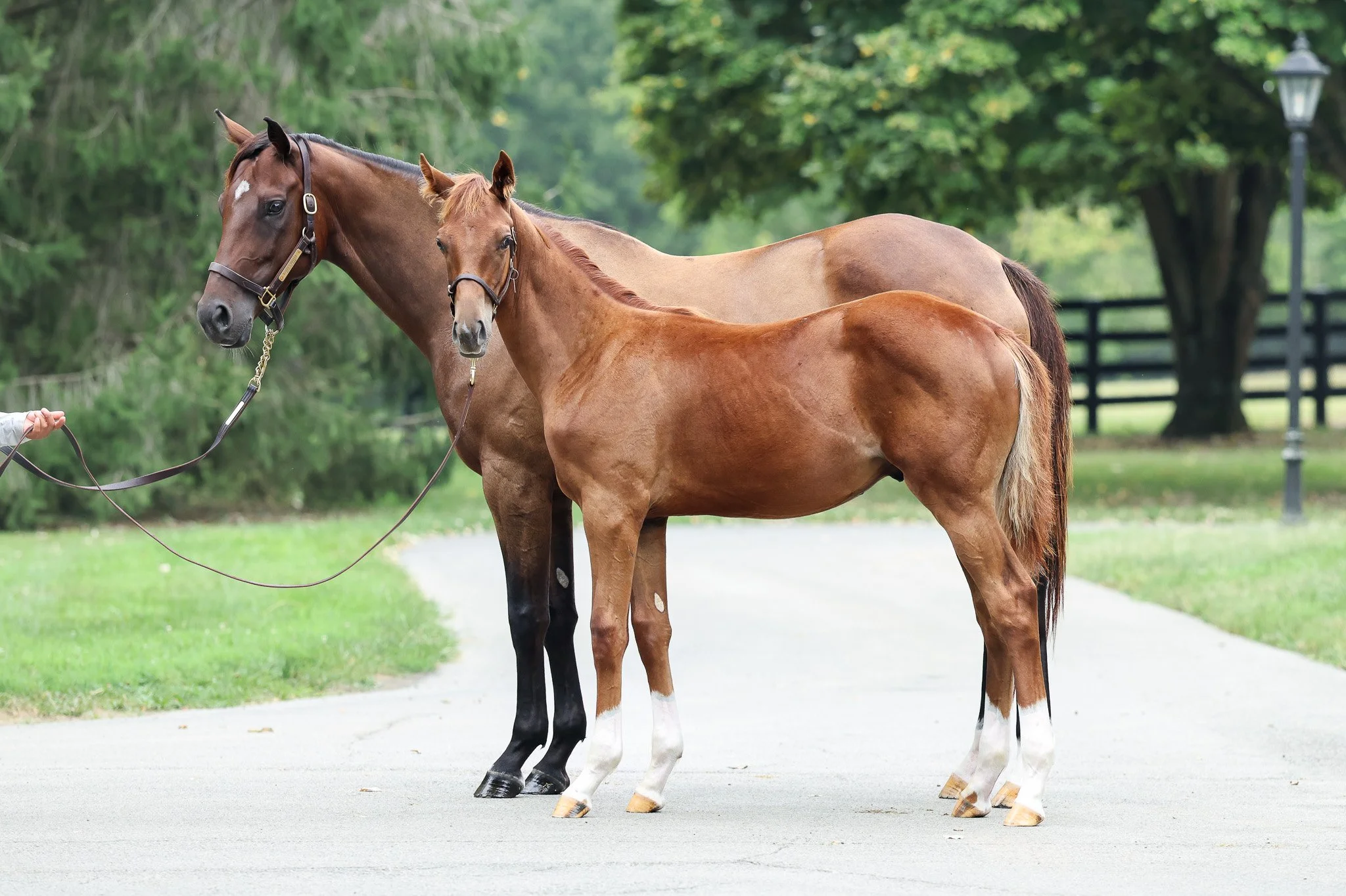  Bubba’s Putter with 2025 foal in Aug. 2025 