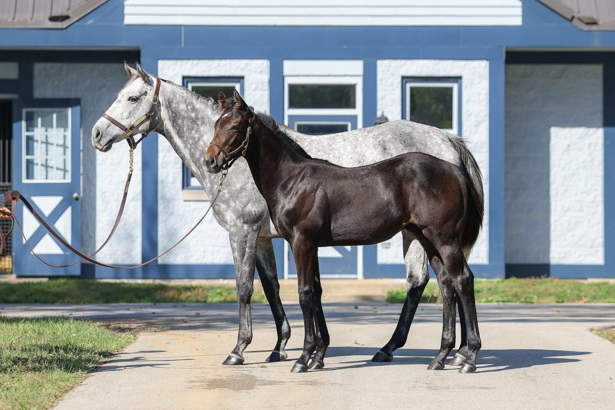  Caravel and her 2025 foal 