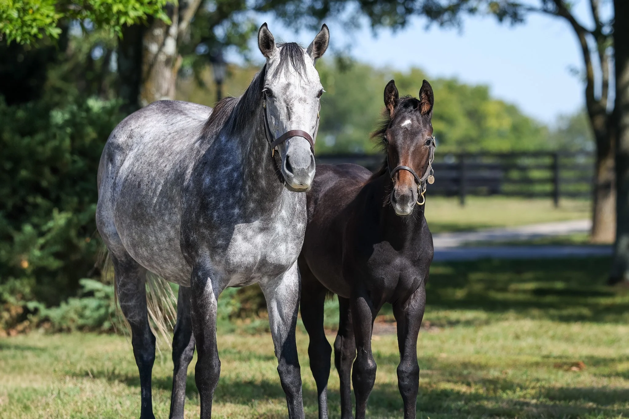  Caravel and her 2025 foal 