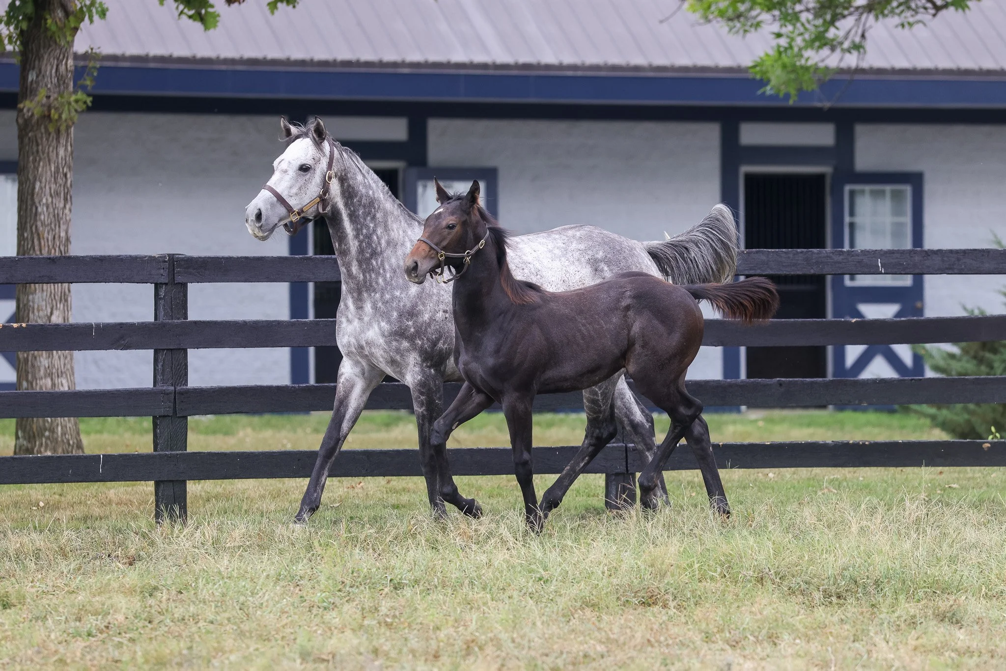  Caravel and her 2025 foal 