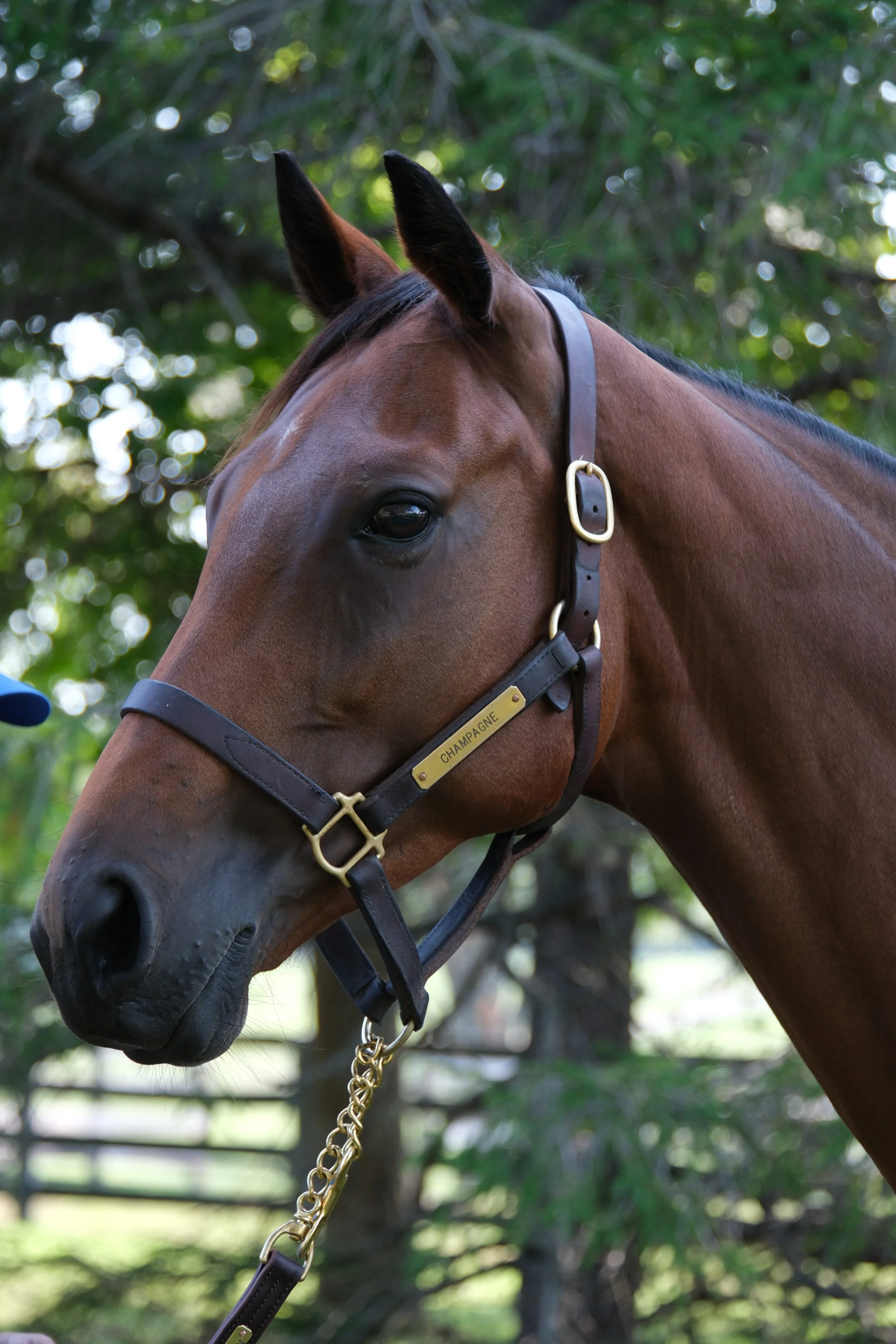 Champagne on the farm in 2024 