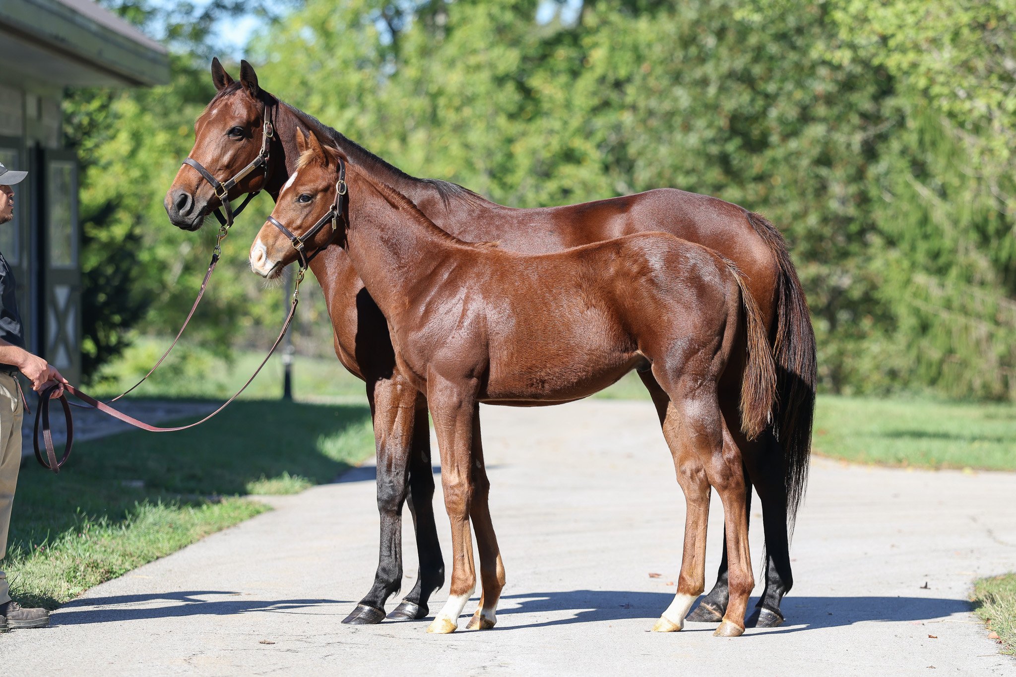  Champagne &amp; 2025 colt in Oct. 2025 