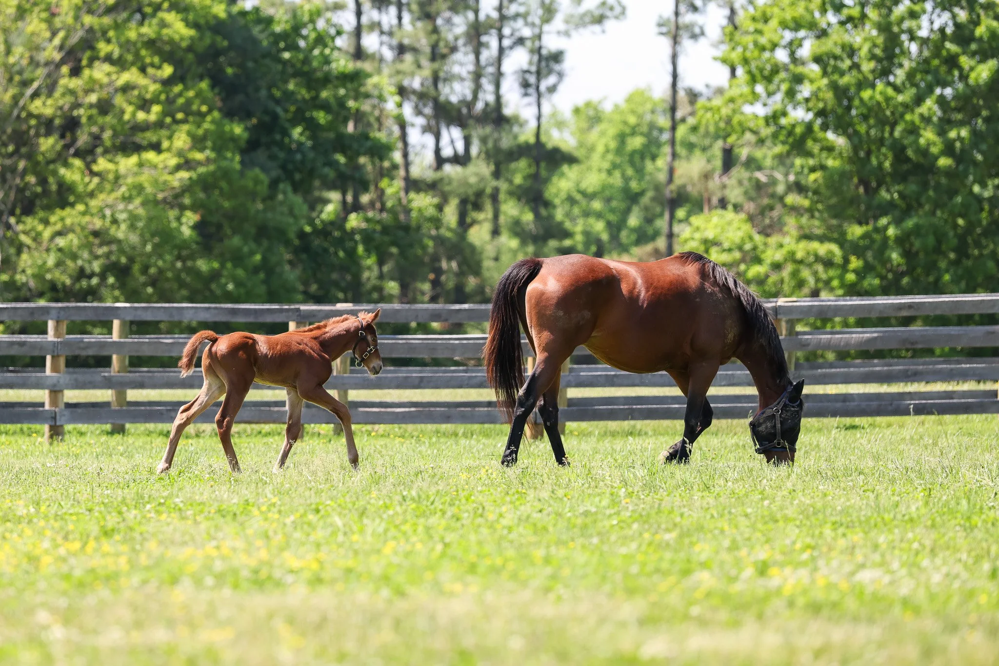  Champagne &amp; 2025 colt in May 2025 