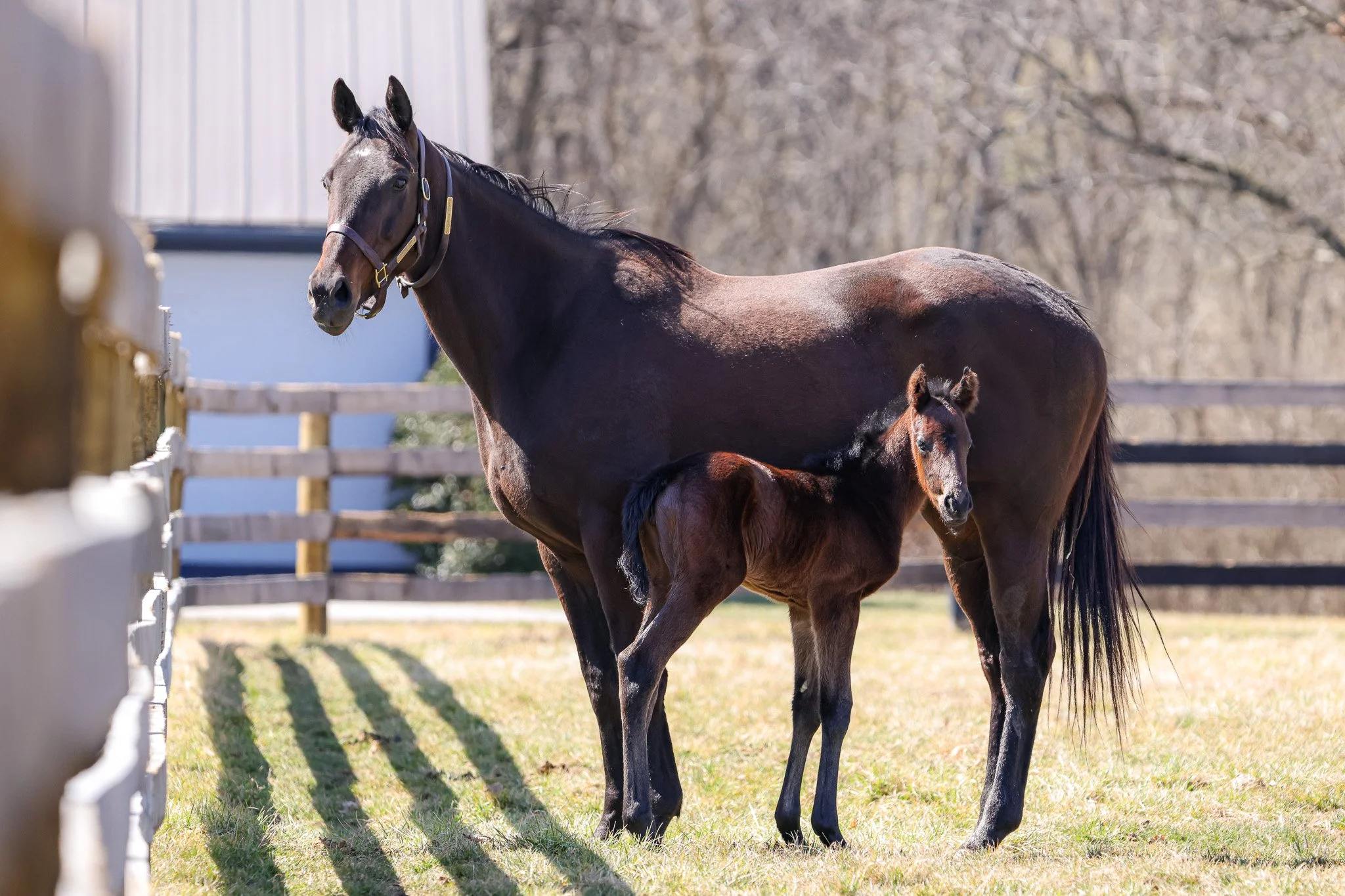  Charged Temp with her 2025 filly 