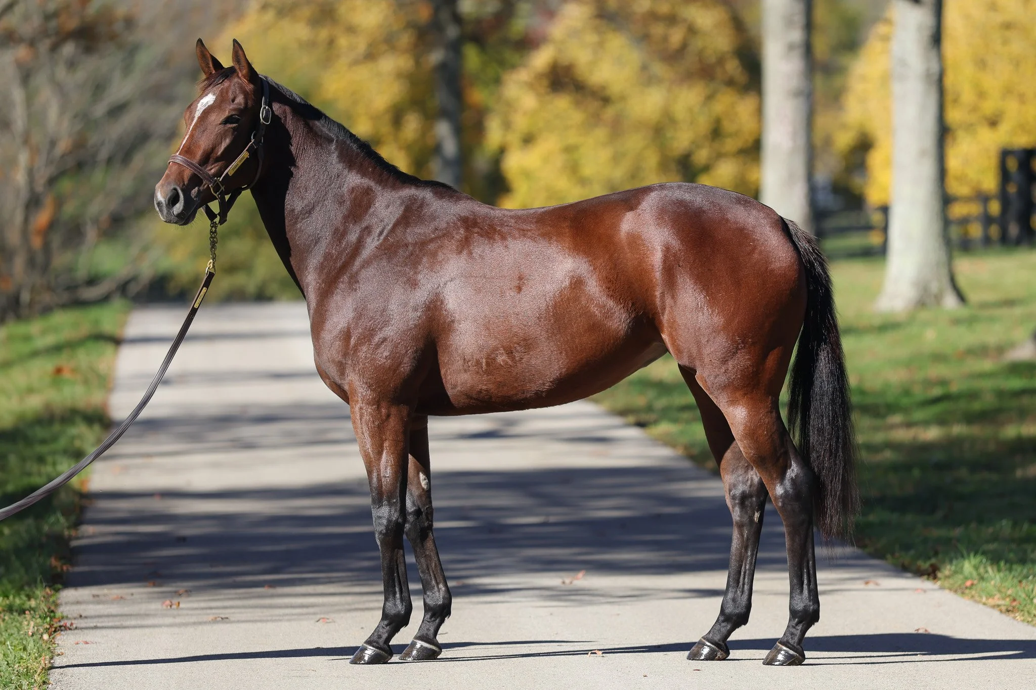  Diana on the farm Nov 2025 