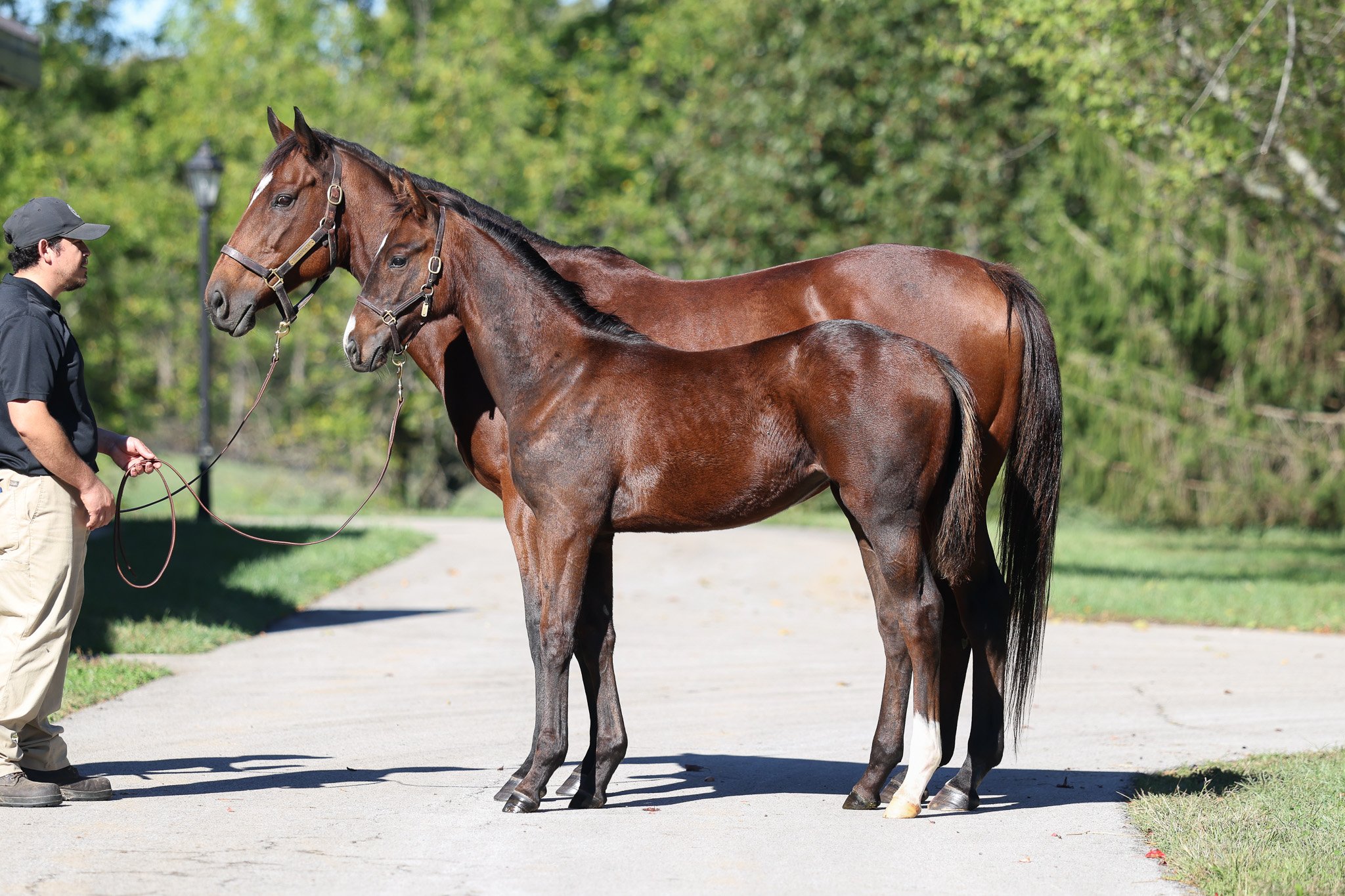  Dramatically with 2025 foal 